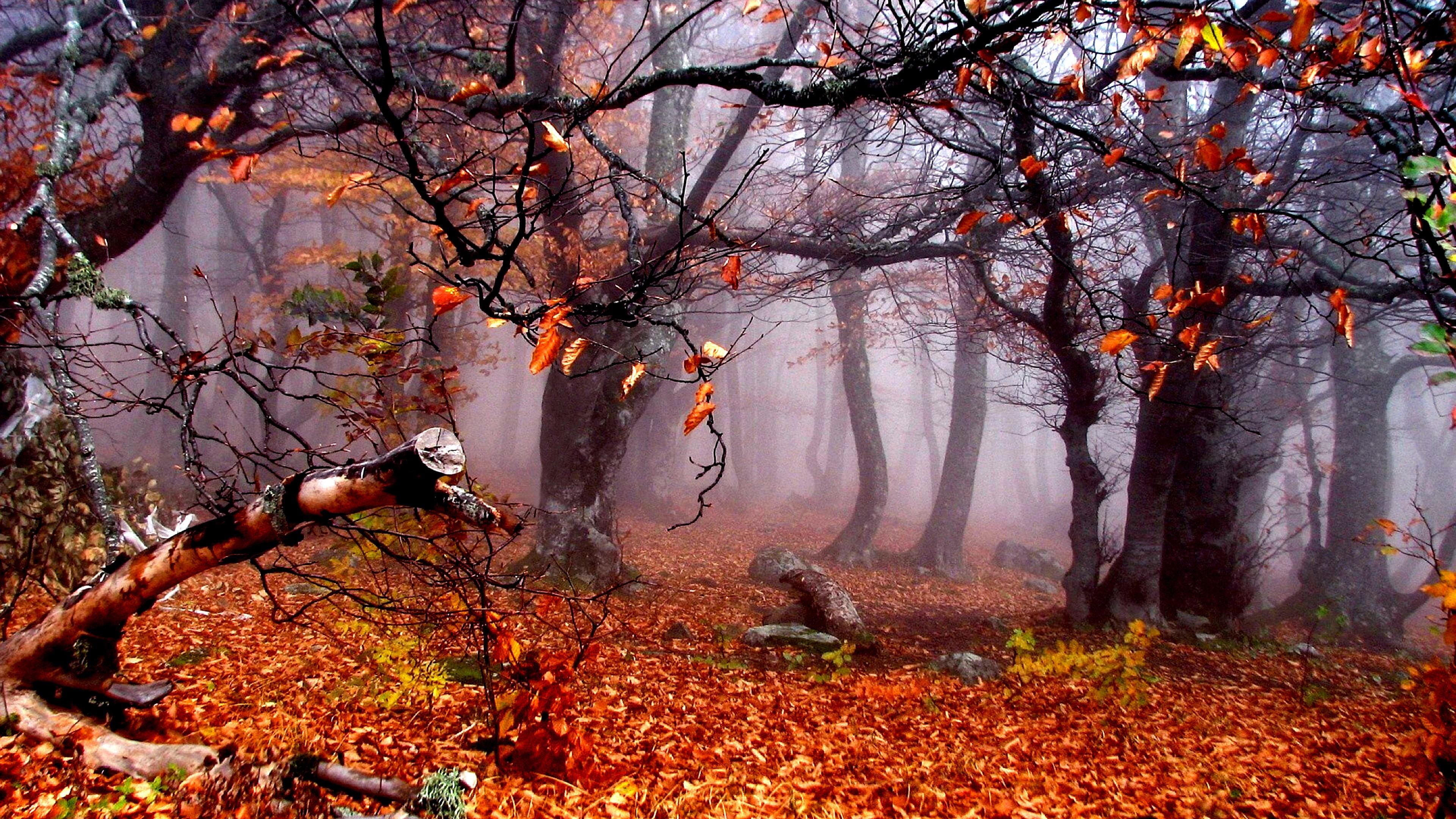 autumn, forest, leaves, woods, tree, nature, fog, woodland