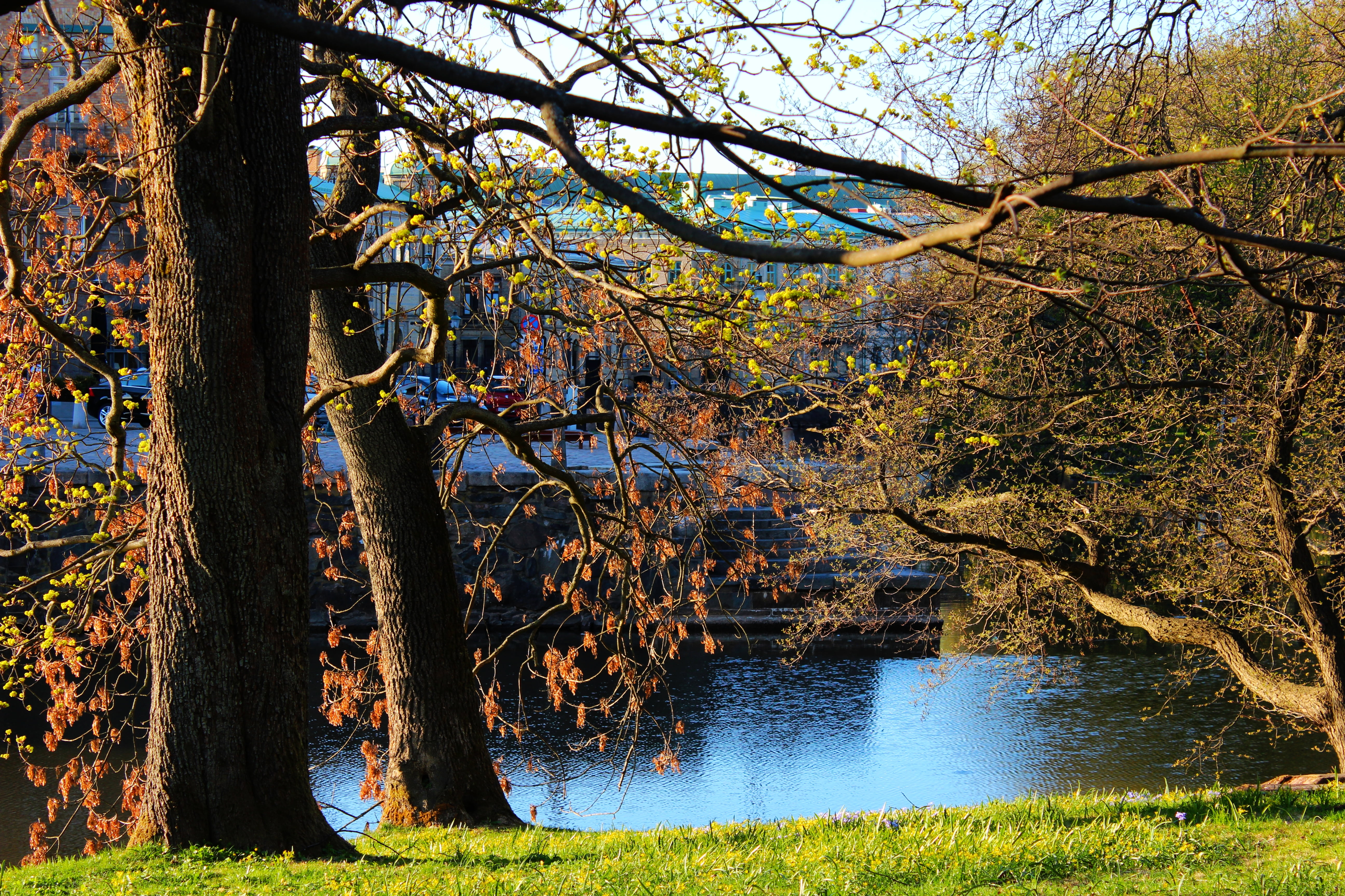 brown trees beside body of water, göteborg, göteborg, Landscape