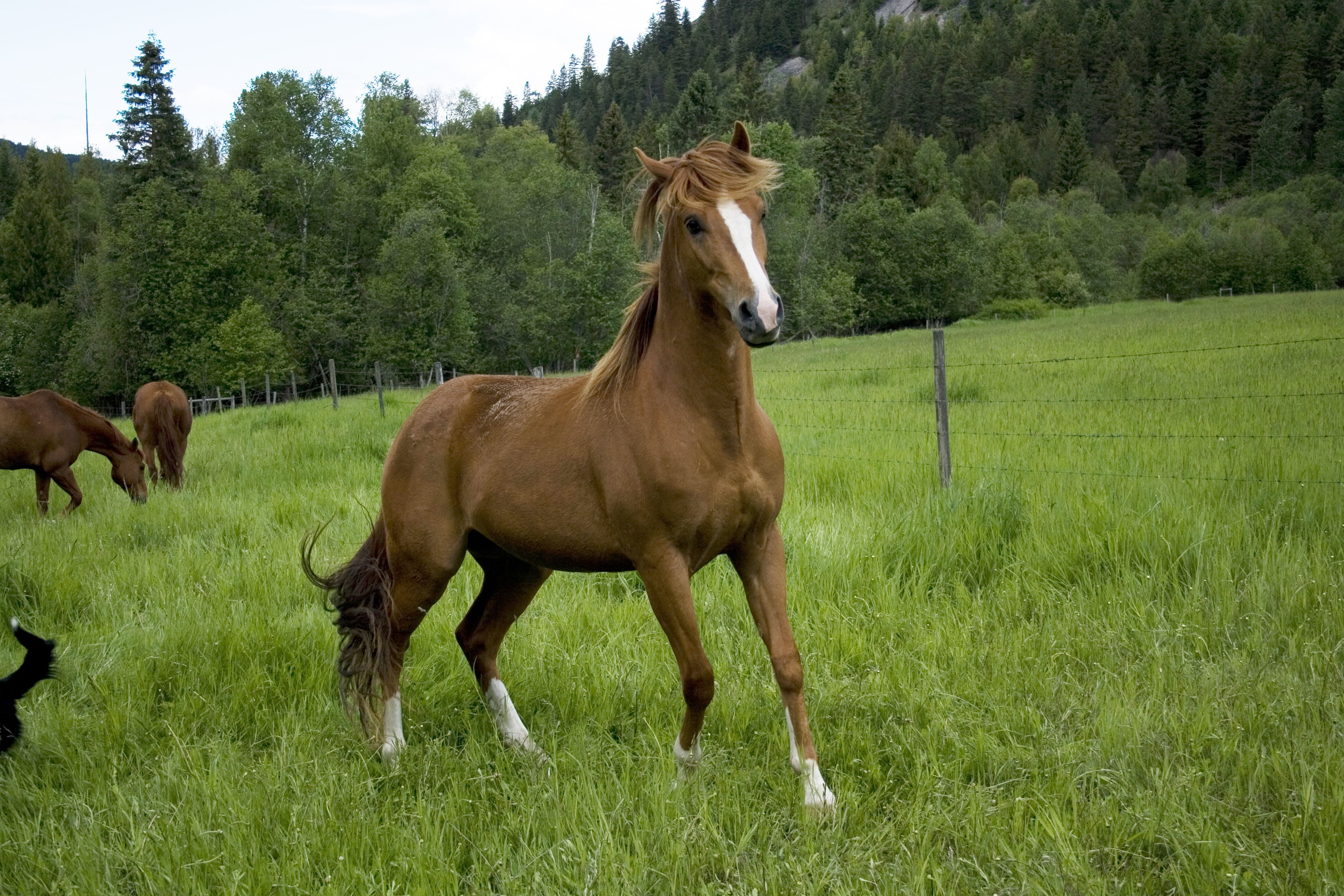 brown horse, field, grass, trees, animal, nature, stallion, outdoors