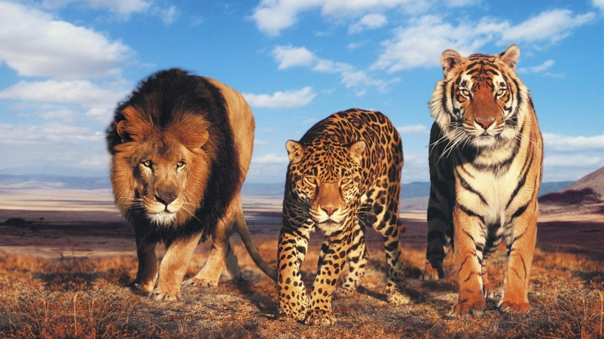 wild cats, tiger, lion, big cats, leopard, eyes, savanna, animals