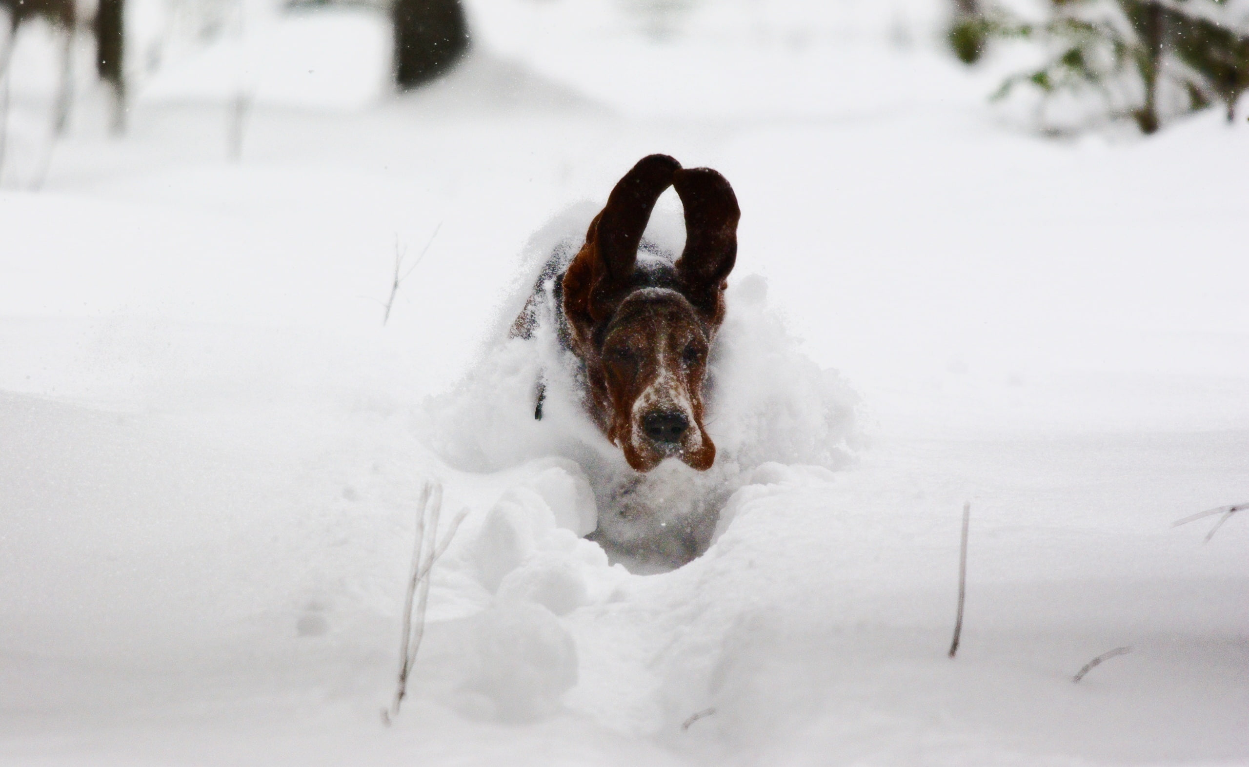 Dog Running In Snow, adult black, tan, and white basset hound