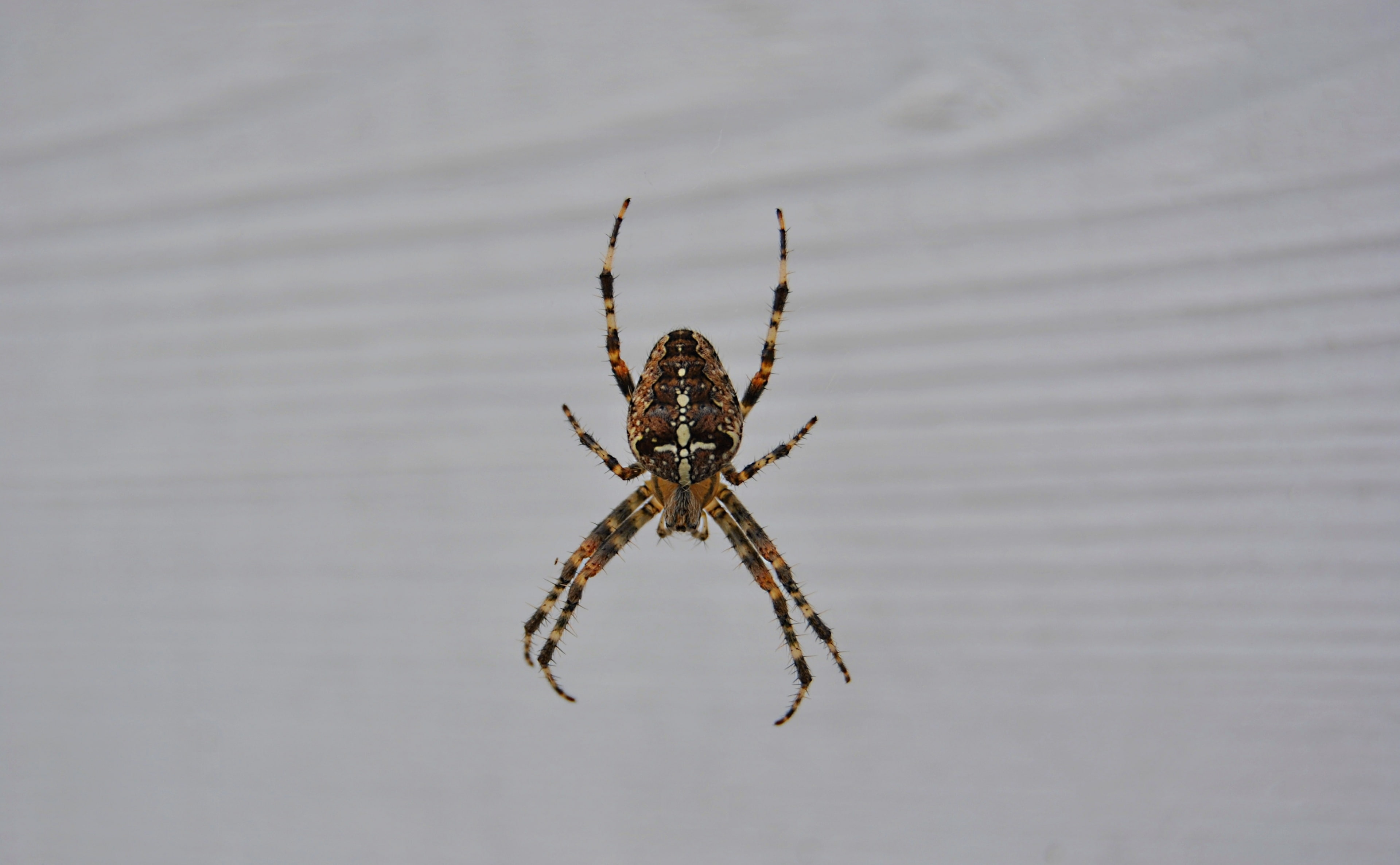 Spider, Animals, Insects, cross, one animal, arachnid, invertebrate