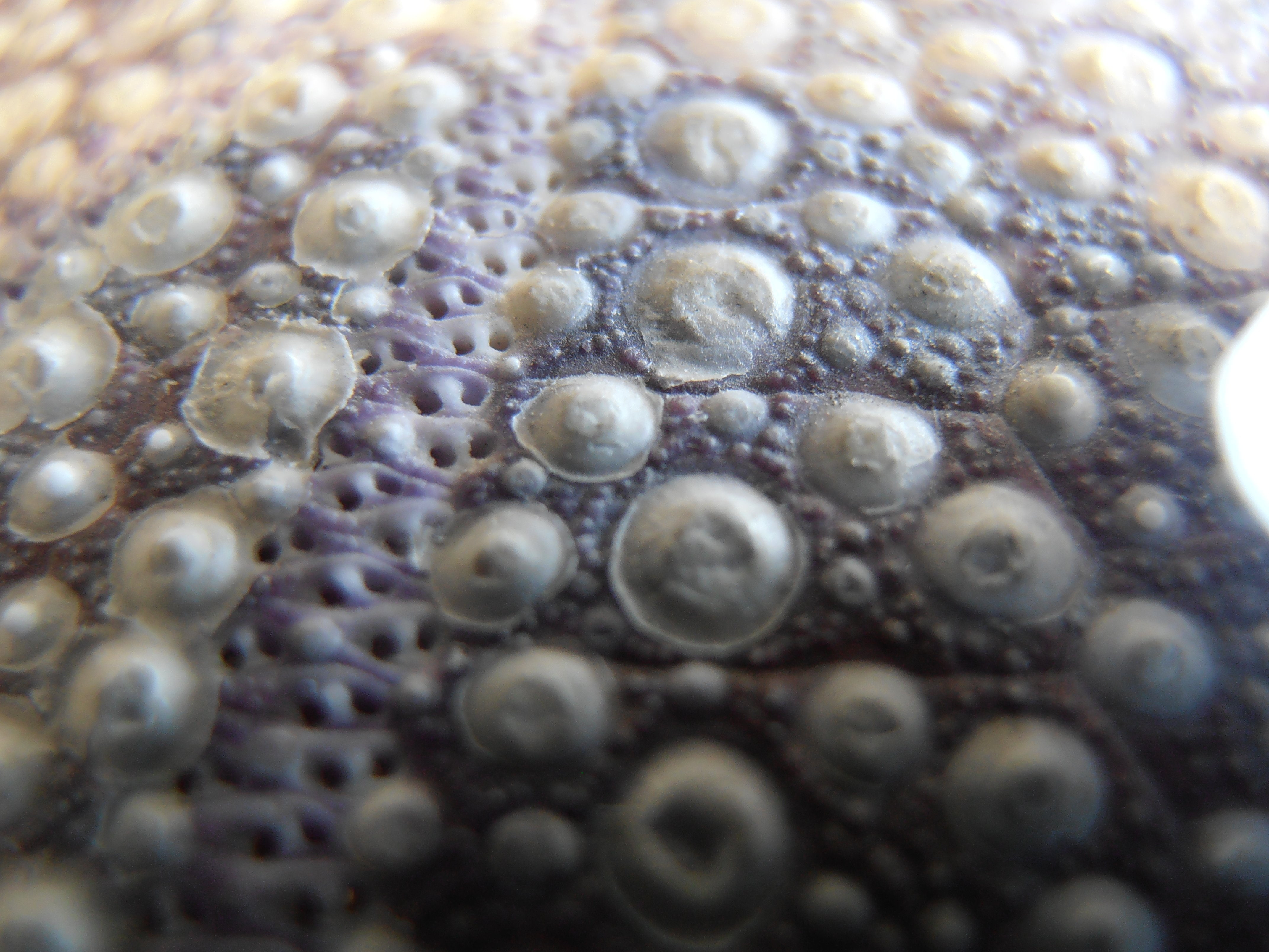 shell, surface
