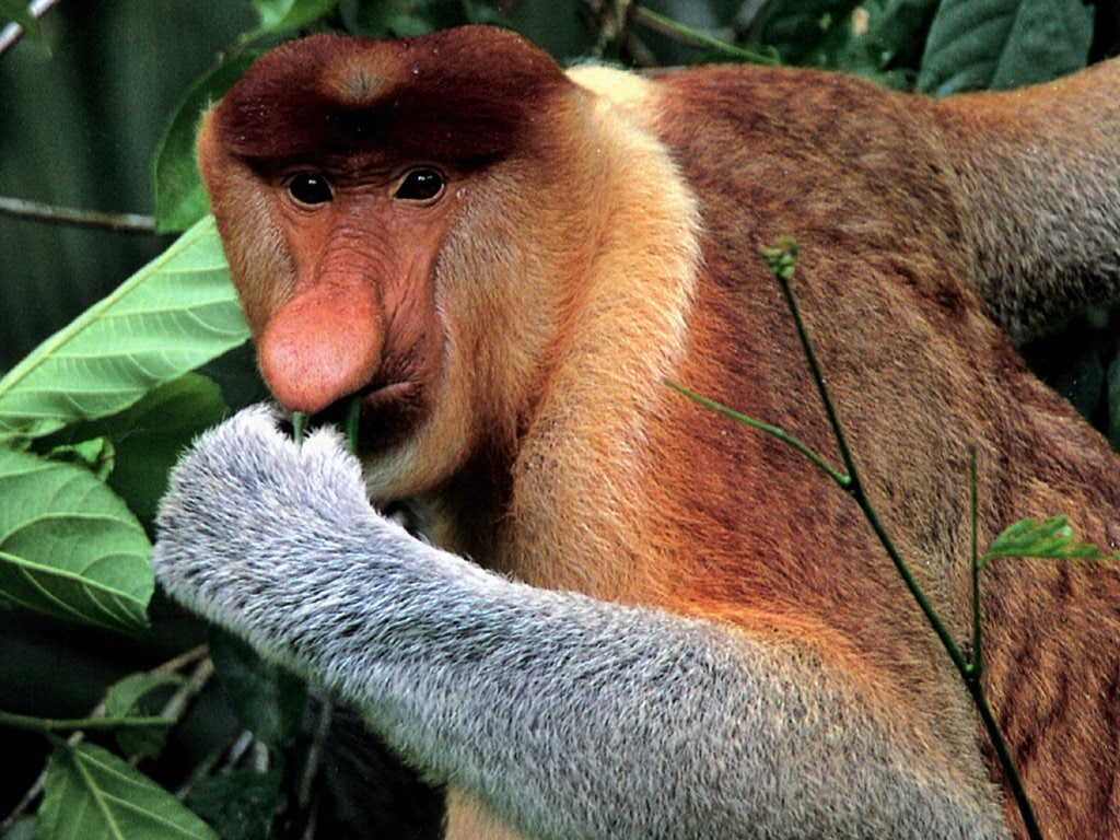 Monkeys, Proboscis Monkey