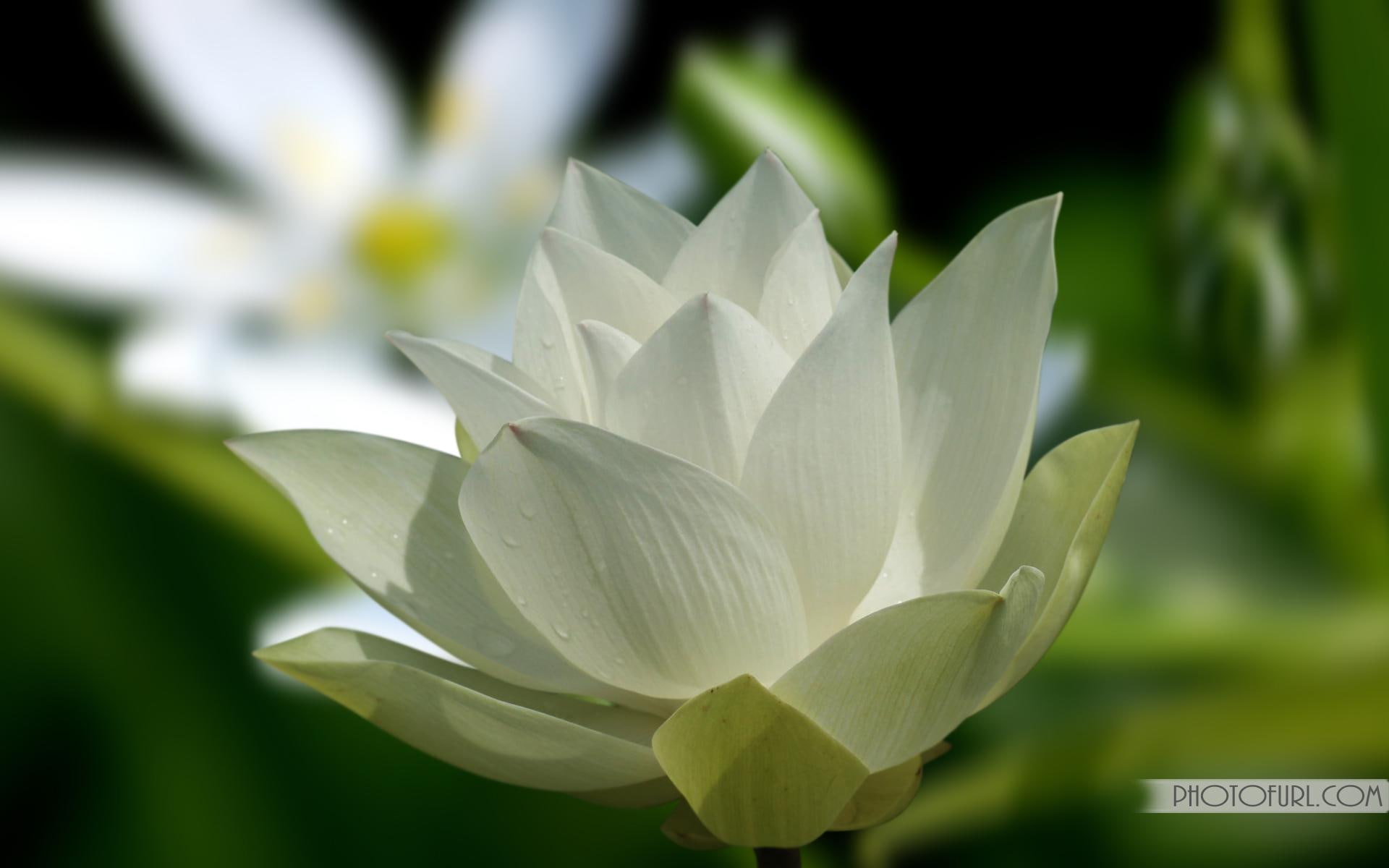 White Lotus For Chloe., flower, leaves, green, 3d and abstract