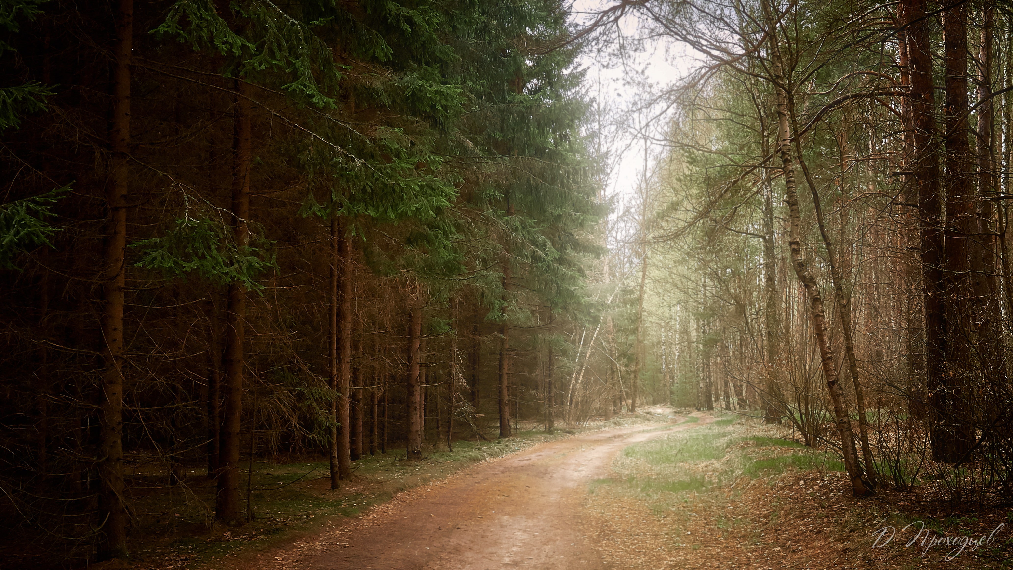 forest, nature, path, pine trees, birch