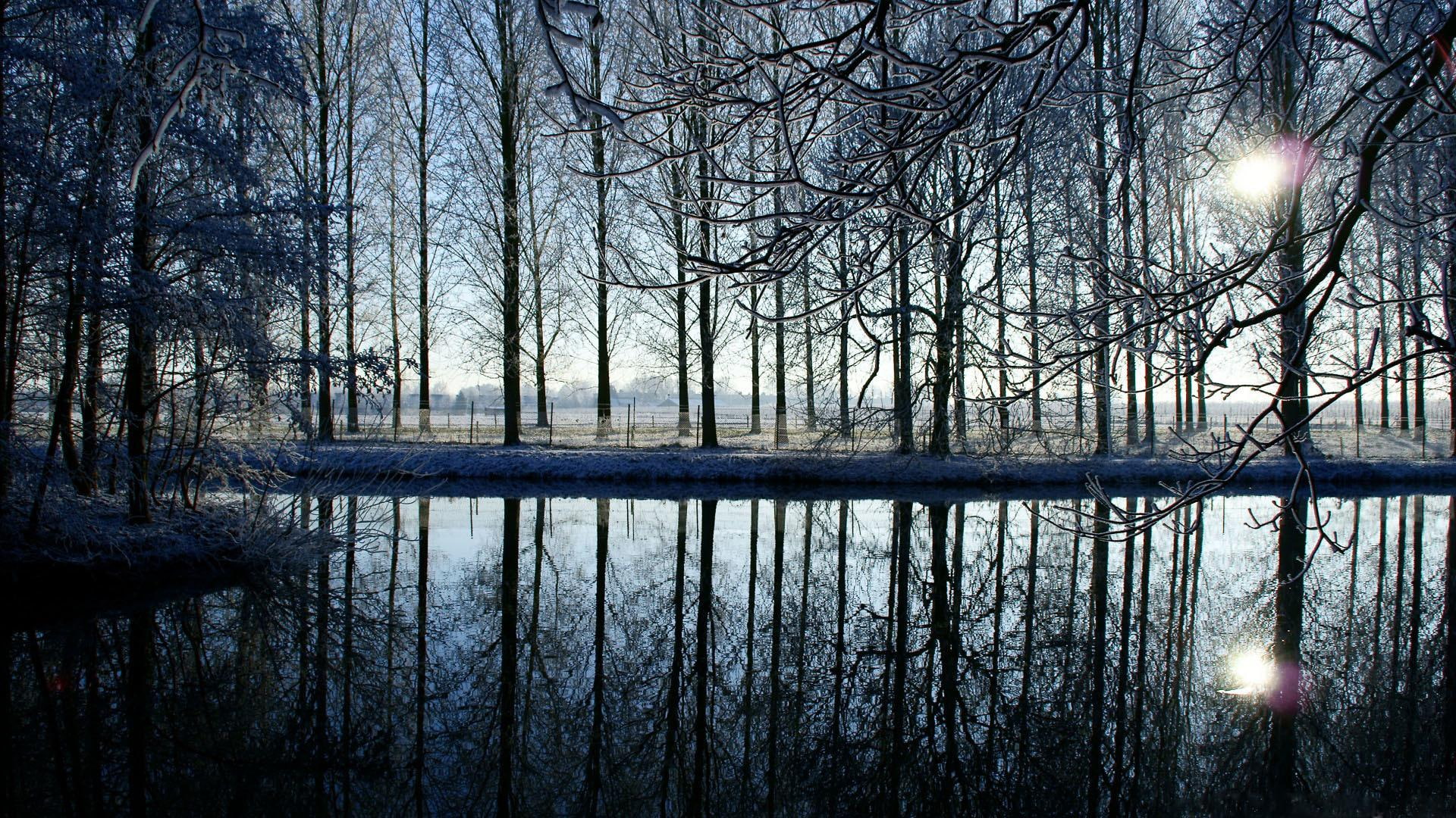 trees, forest, reflection, evening