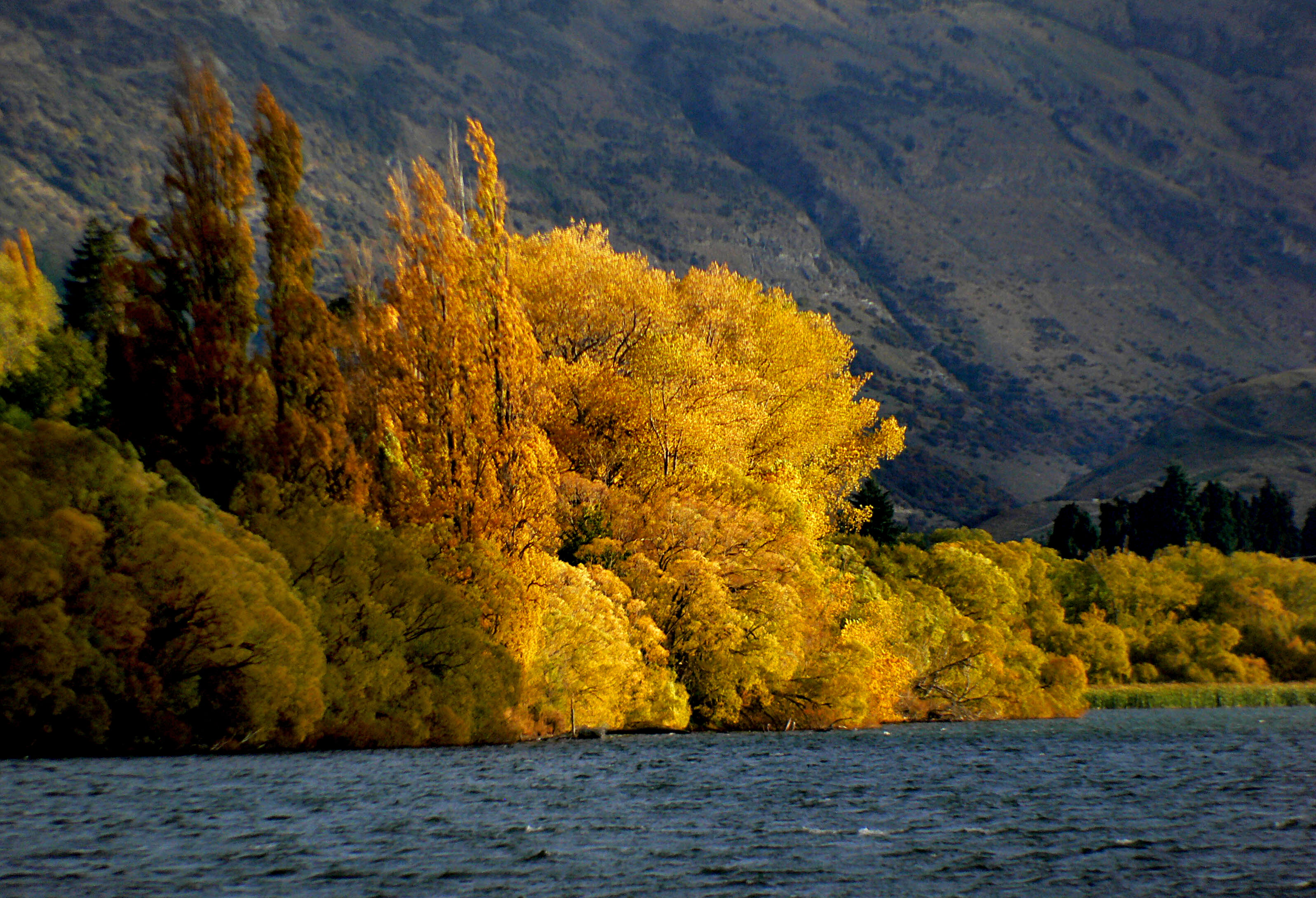 yellow leaves trees field beside body of water, lake hayes, otago, lake hayes, otago