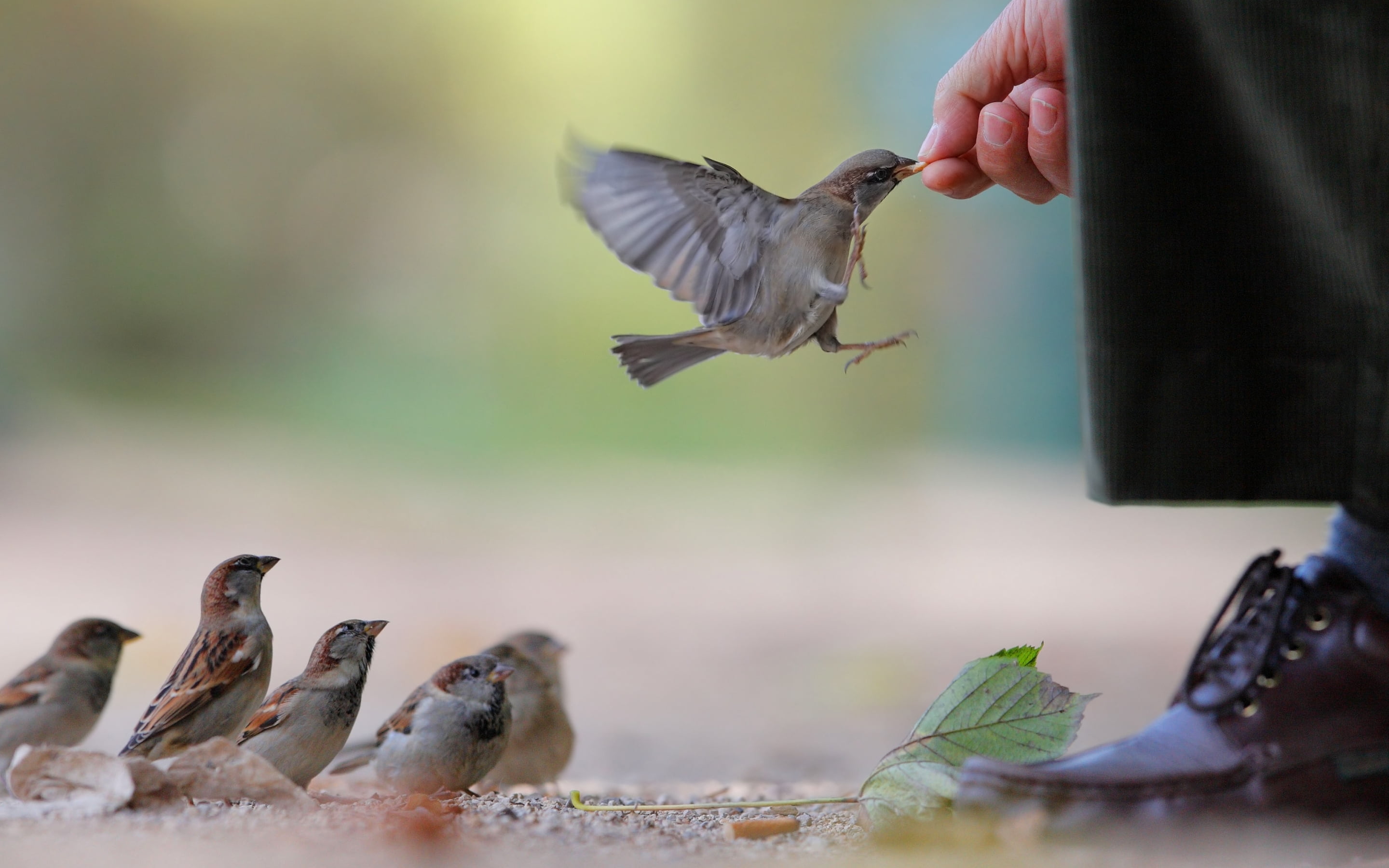 flock of sparrow, food, bird, animal, wildlife, nature, feather
