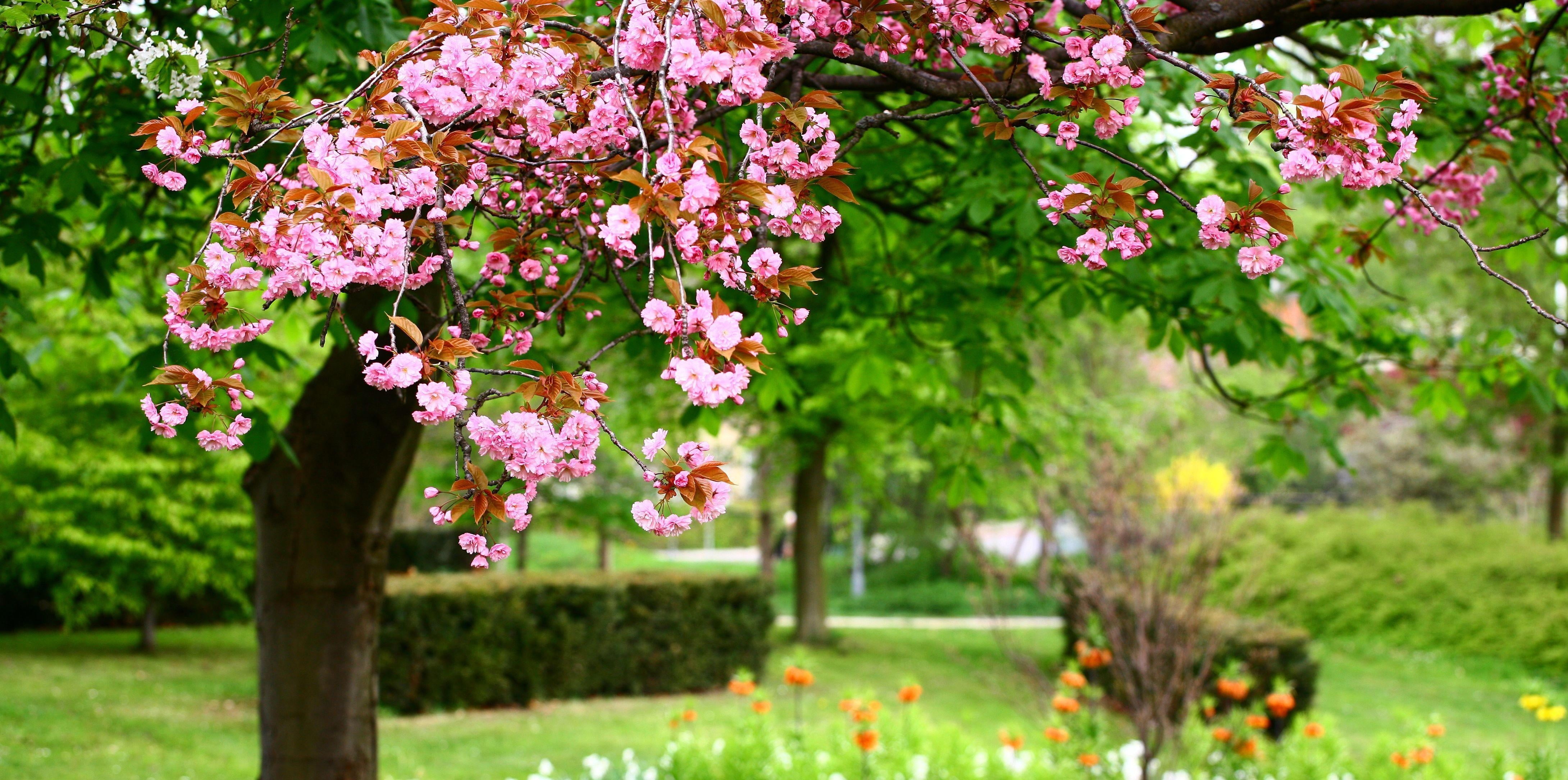 pink flowers, sakura, bloom, spring, garden, sharpness, nature