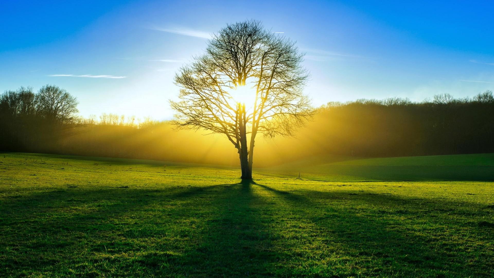 Tree, sun, light, summer, forest