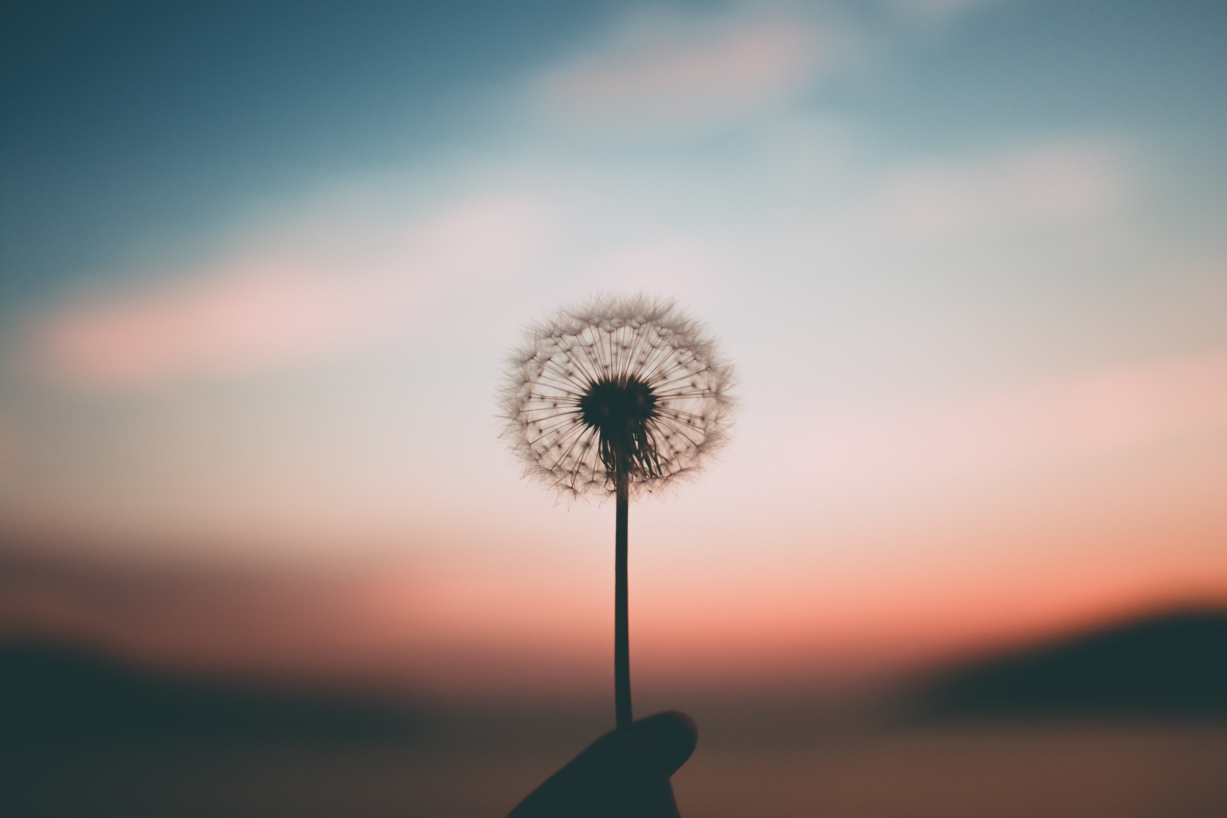 silhouette of dandelion, blur, fluff, hand, nature, seed, summer