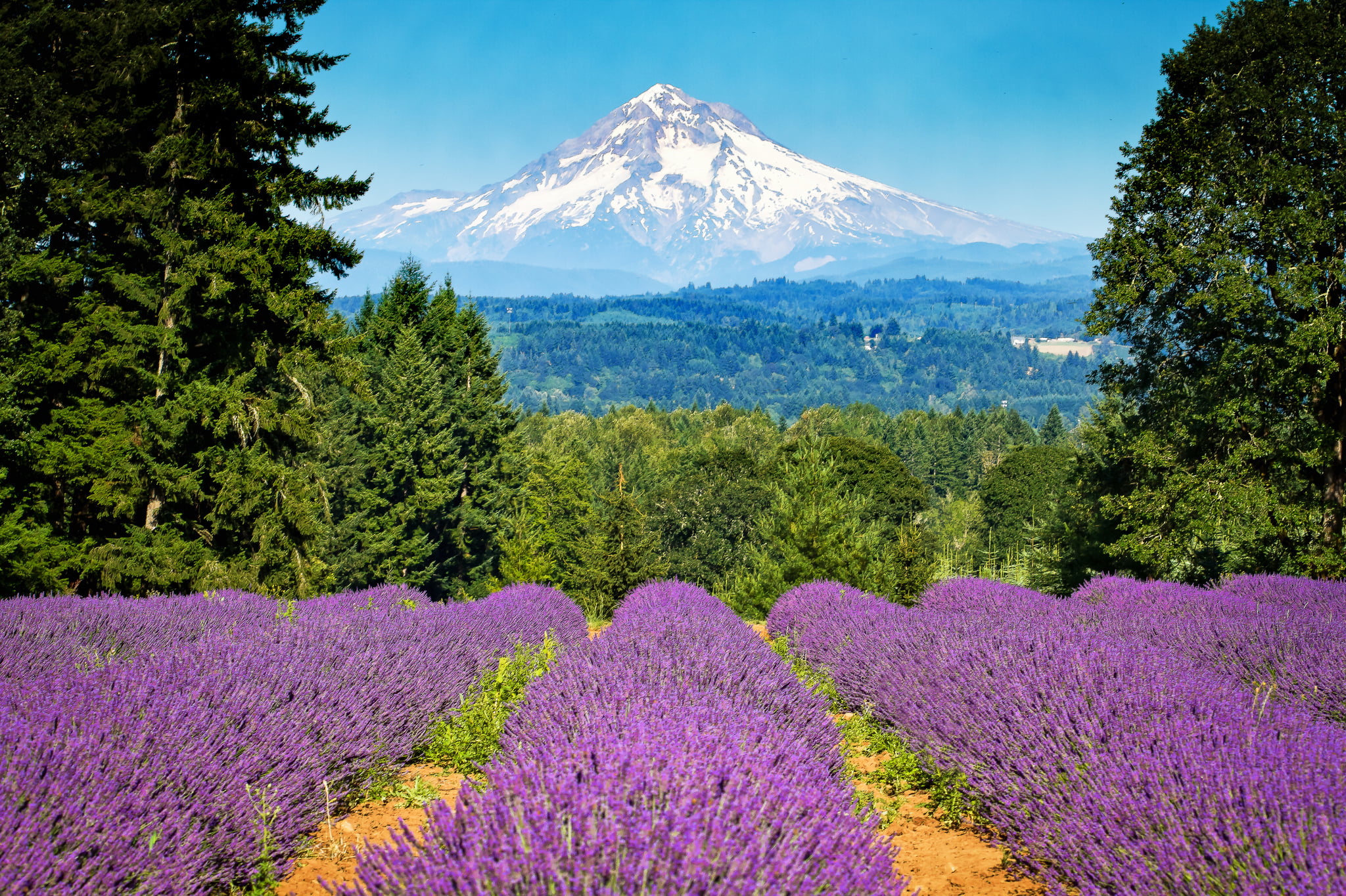 purple lavender flower field, trees, mountain, Oregon, Portland