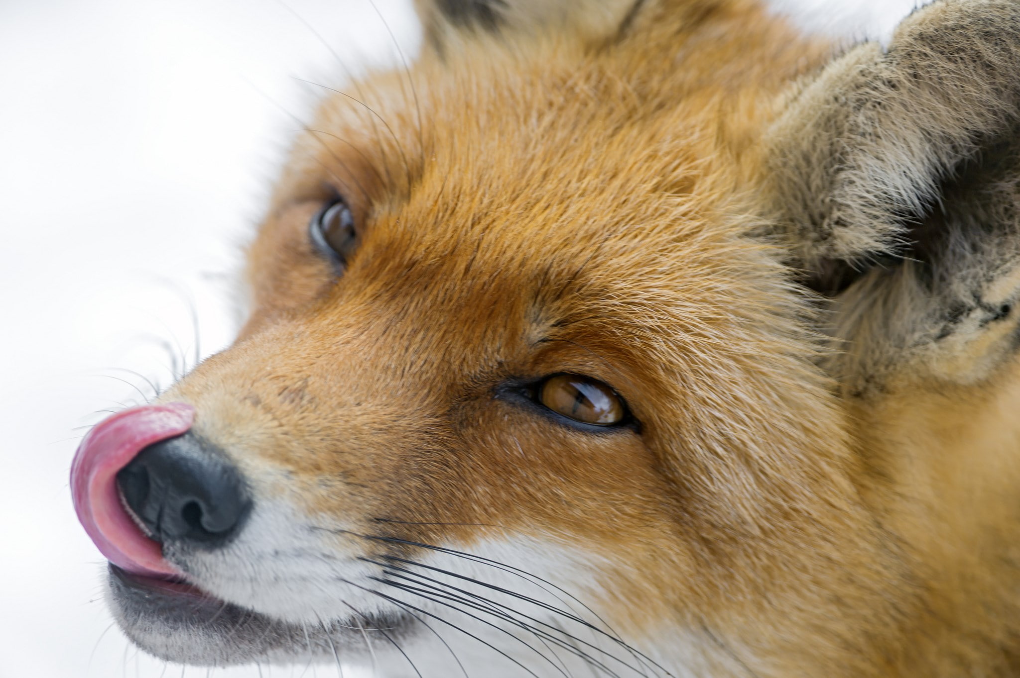 fox