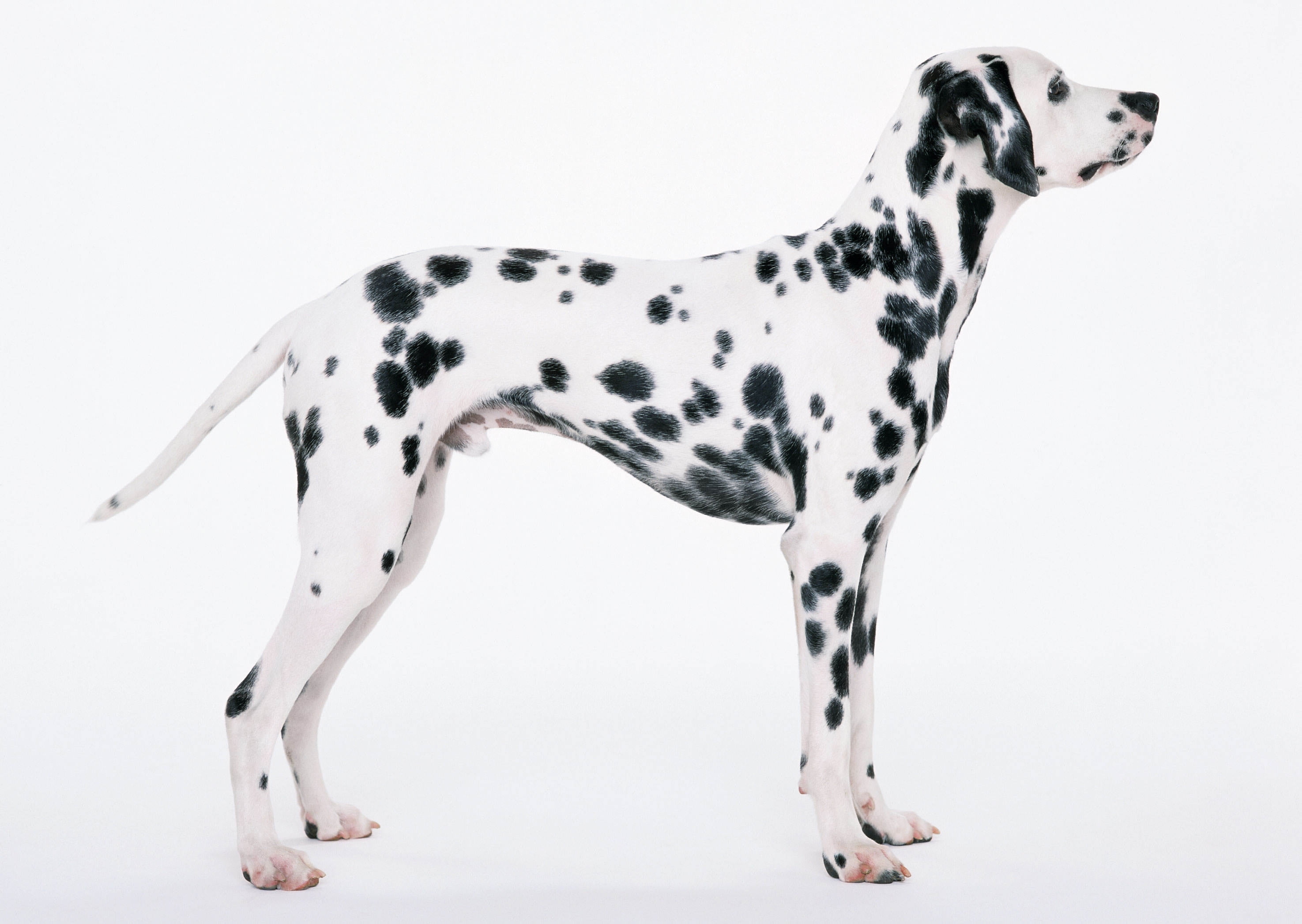 adult black and white Dalmatian, dalmatians, painting, dalmatian Dog
