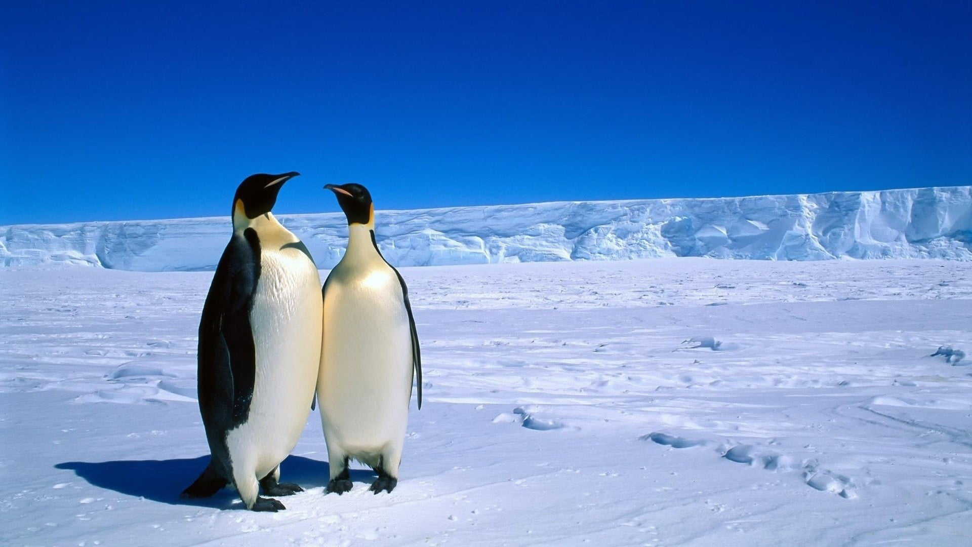 penguins, snow, birds, animals, nature, landscape, cold temperature