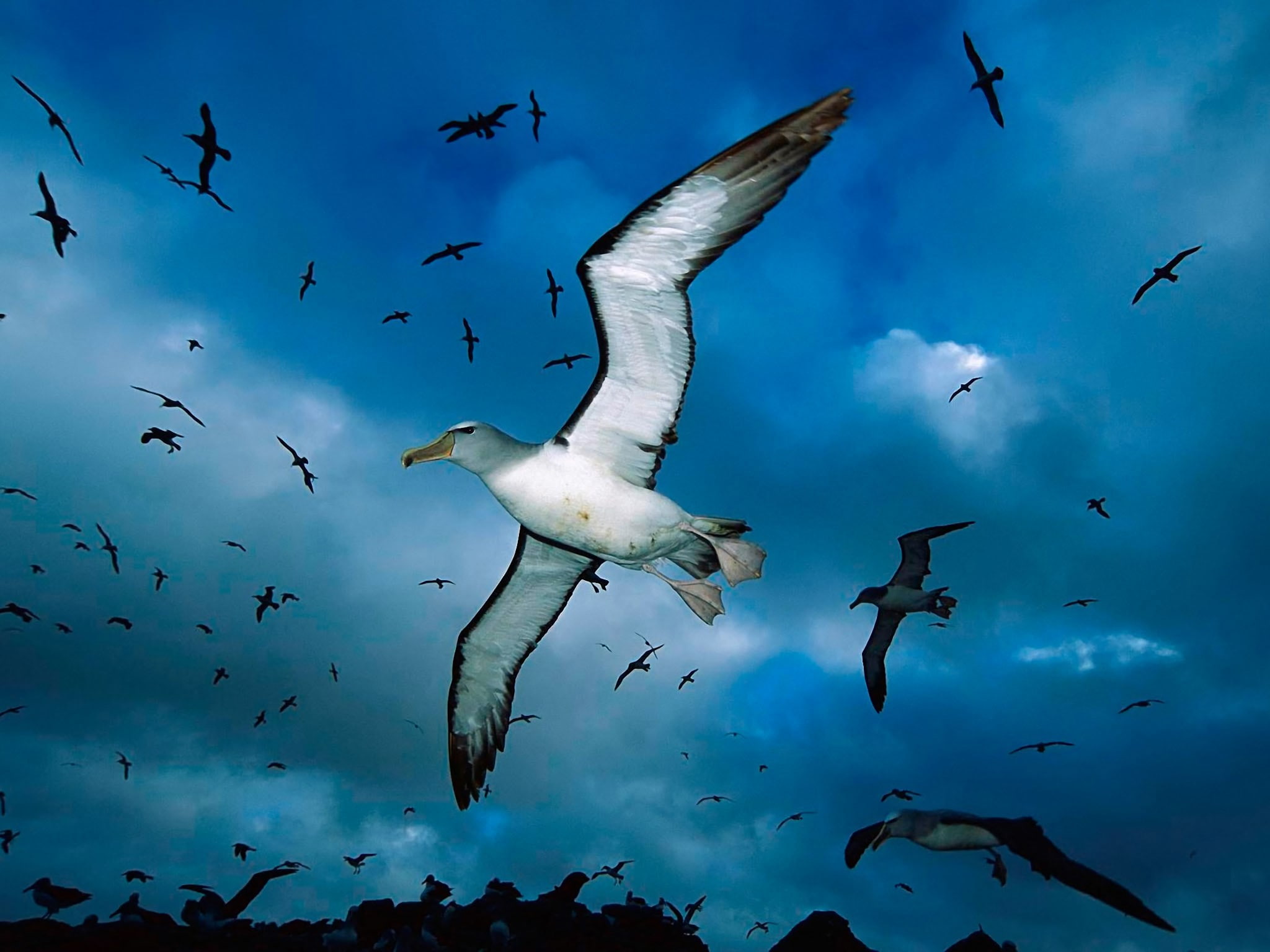 albatross, animal wildlife, animal themes, animals in the wild