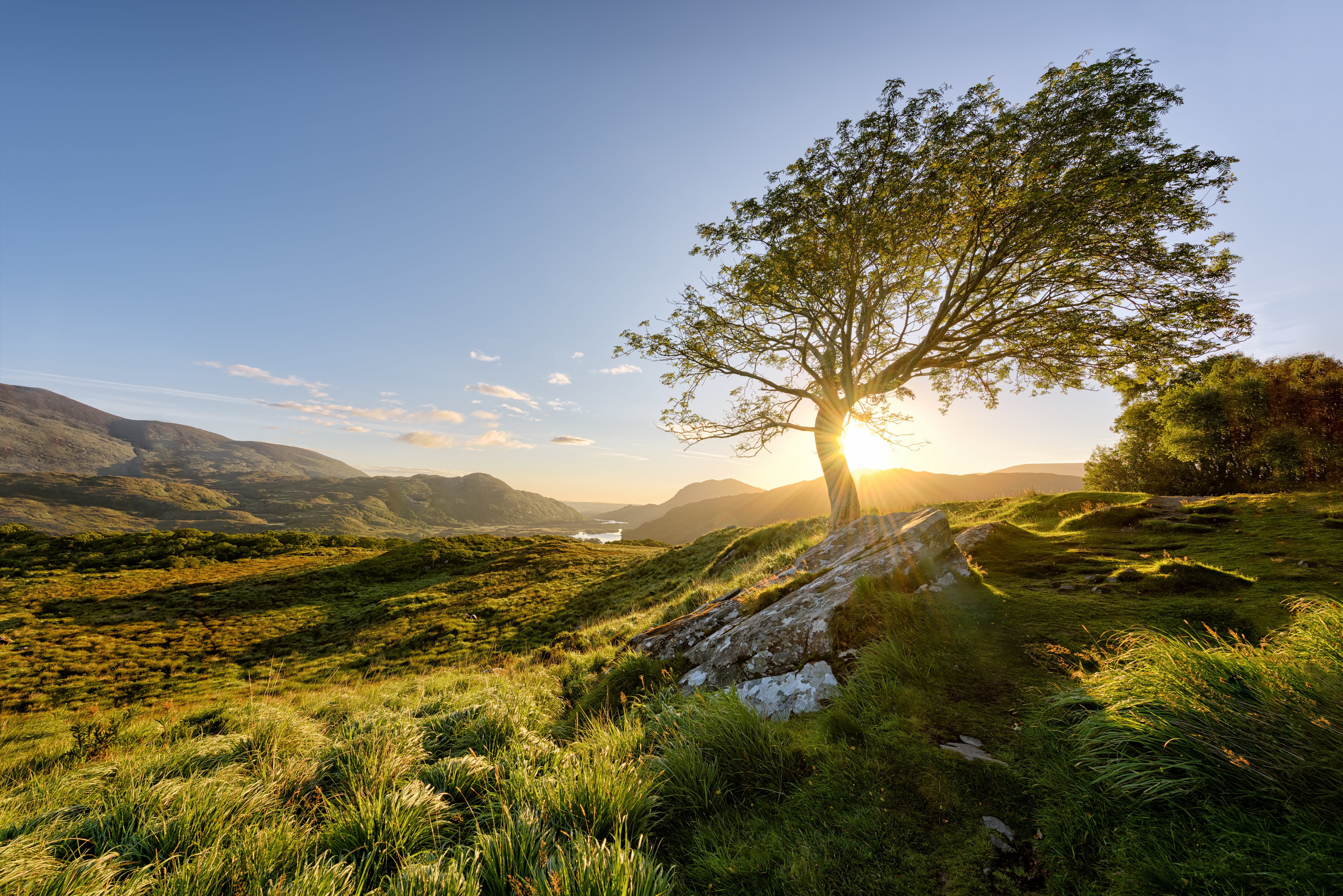 the sun, tree, morning, Ireland, Killarney National Park