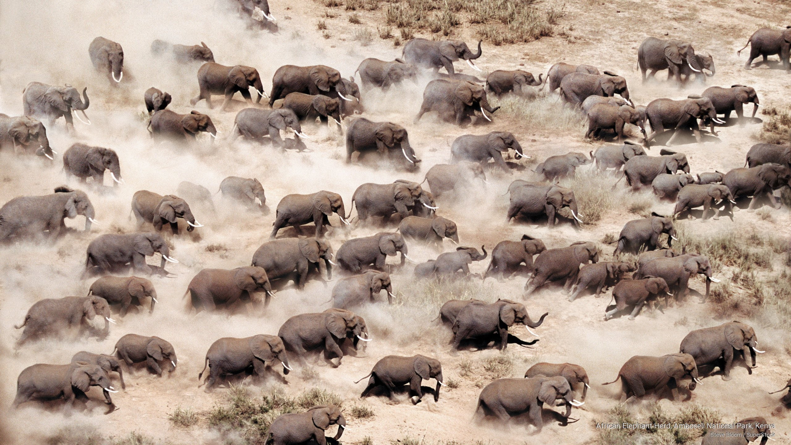 African Elephant Herd, Amboseli National Park, Kenya