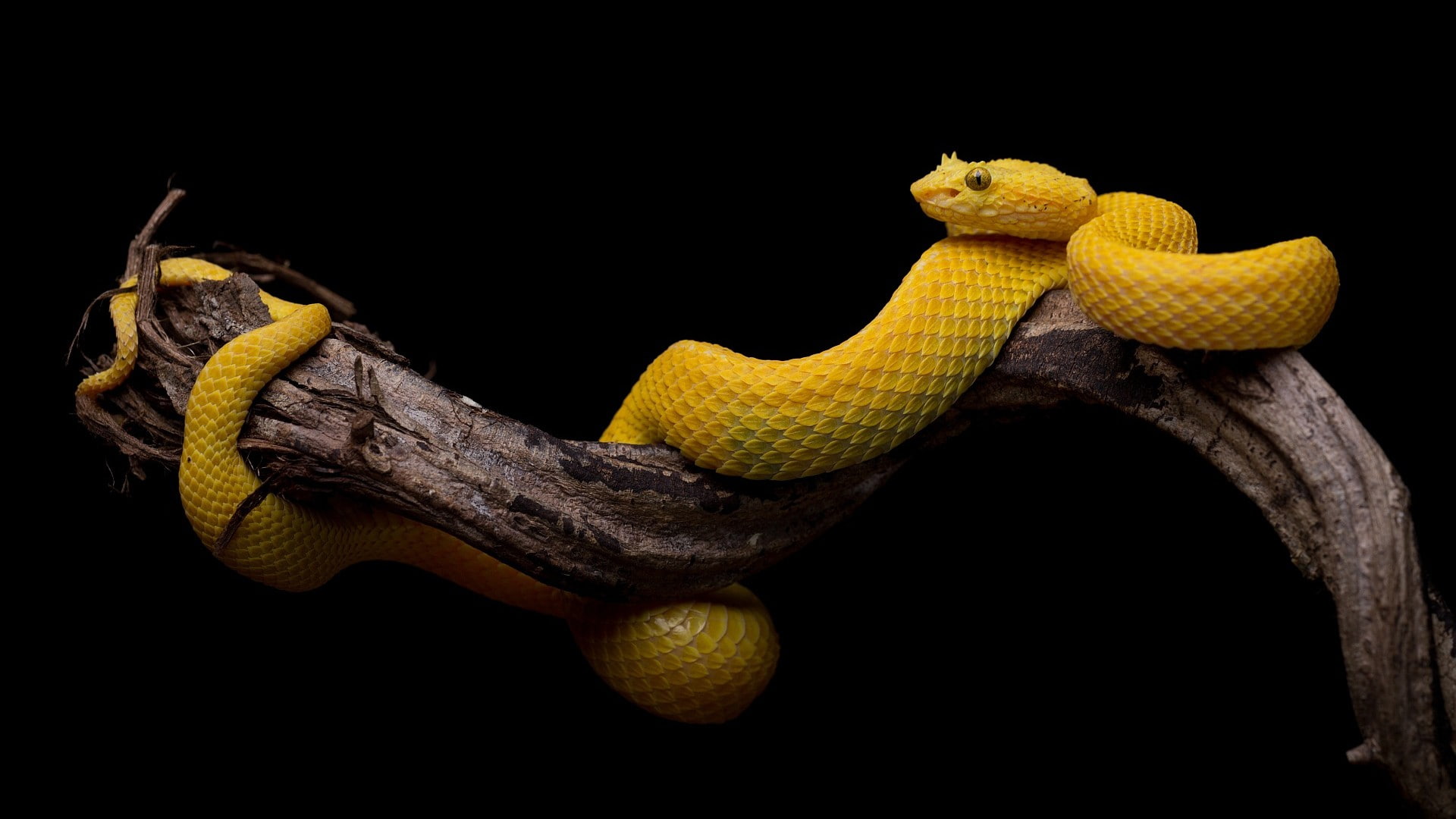 yellow, snake, branch, black background, reptiles, animals