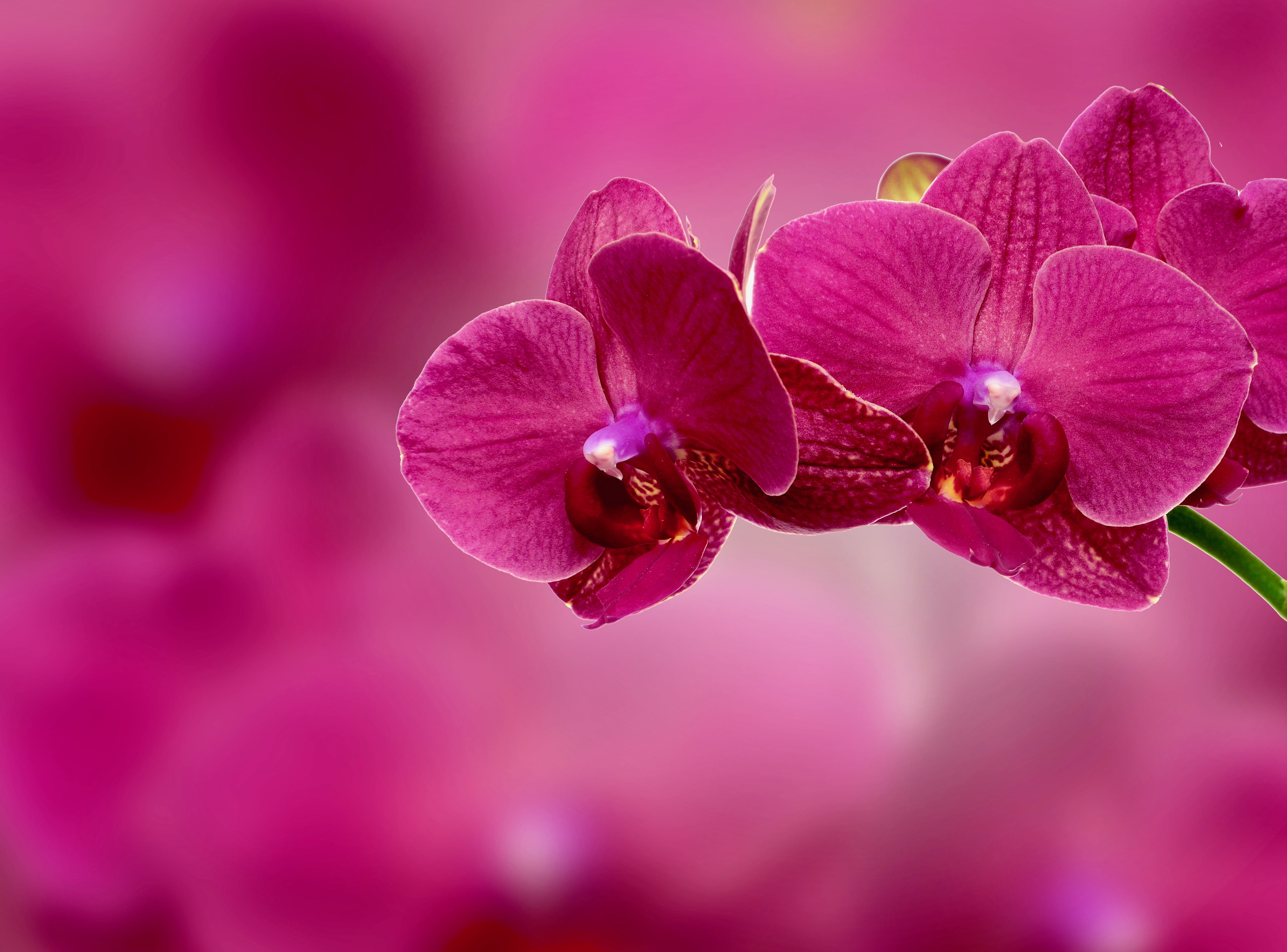 red moth orchids, flower, petals, pink, nature, plant, purple