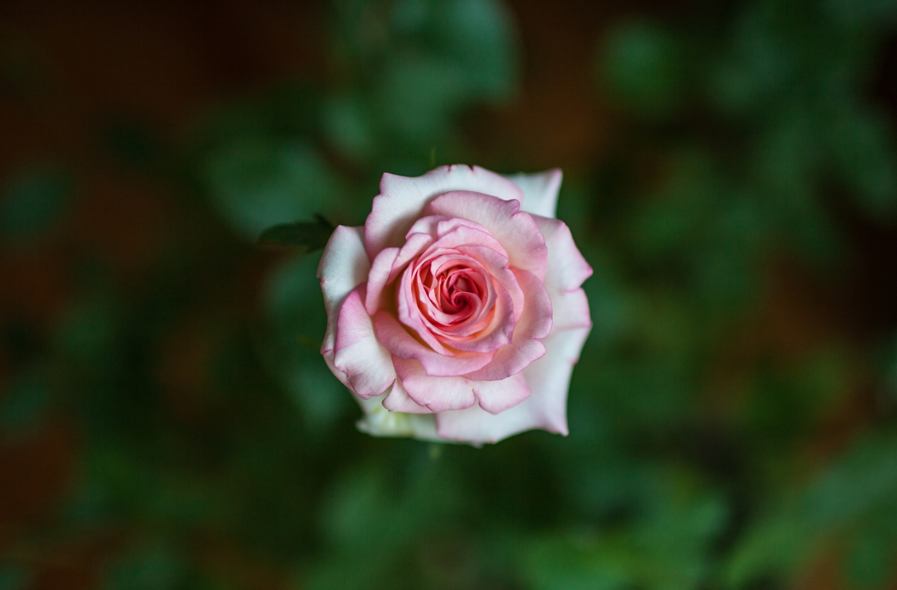 A Pink Rose, pink rose flower, Nature, Flowers, Above, fullframe