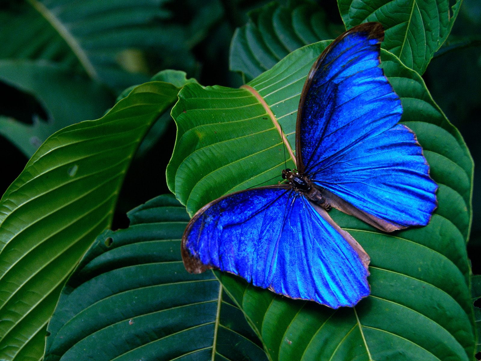 Blue On Green, blue and black morpho butterfly, Animals, Insects