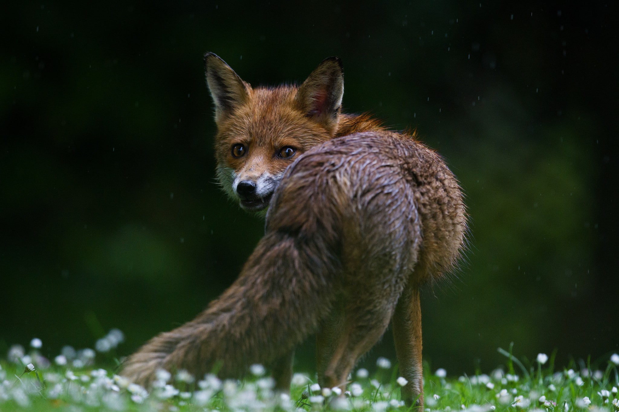 Fox looking back, brown fox, Animal, s, best, hd