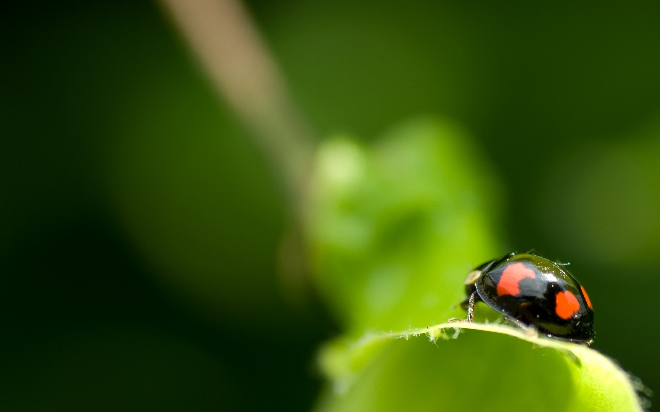 black, ladybug