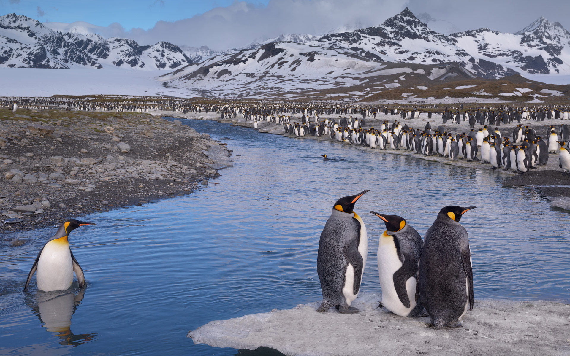 Saint Andrews Bay South Georgia King Penguin Aptenodytes Patagonicus Colony Desktop Hd Wallpaper For Mobile Phones Tablet And Pc 1920×1200