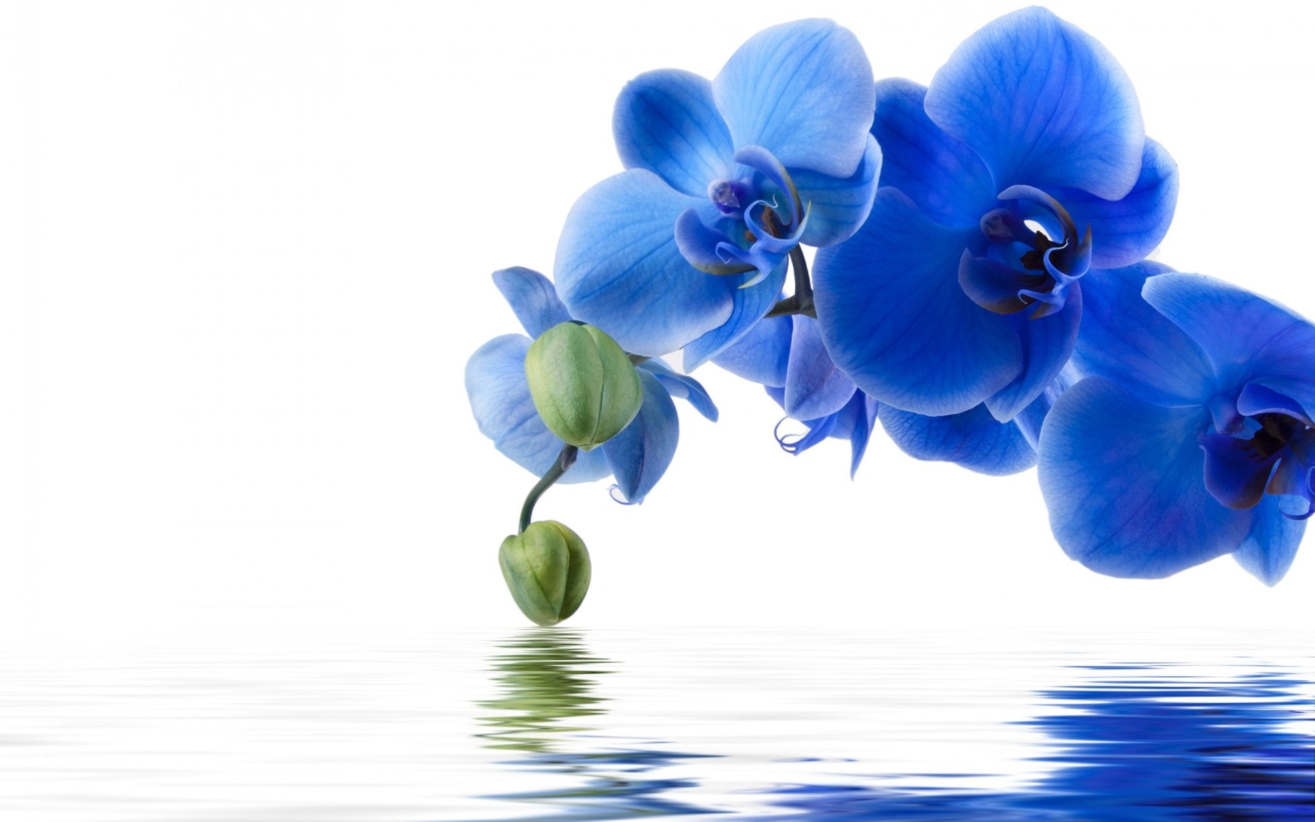 Flowers, Orchid, Blue Flower, Reflection