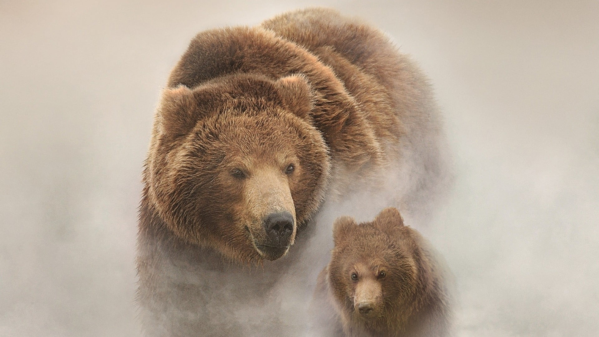 two brown bears, Russia, snow, Land of Bears, filmed in Russia