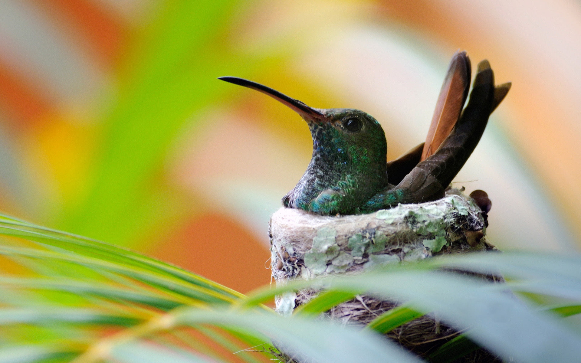 Bird, Hummingbird, socket