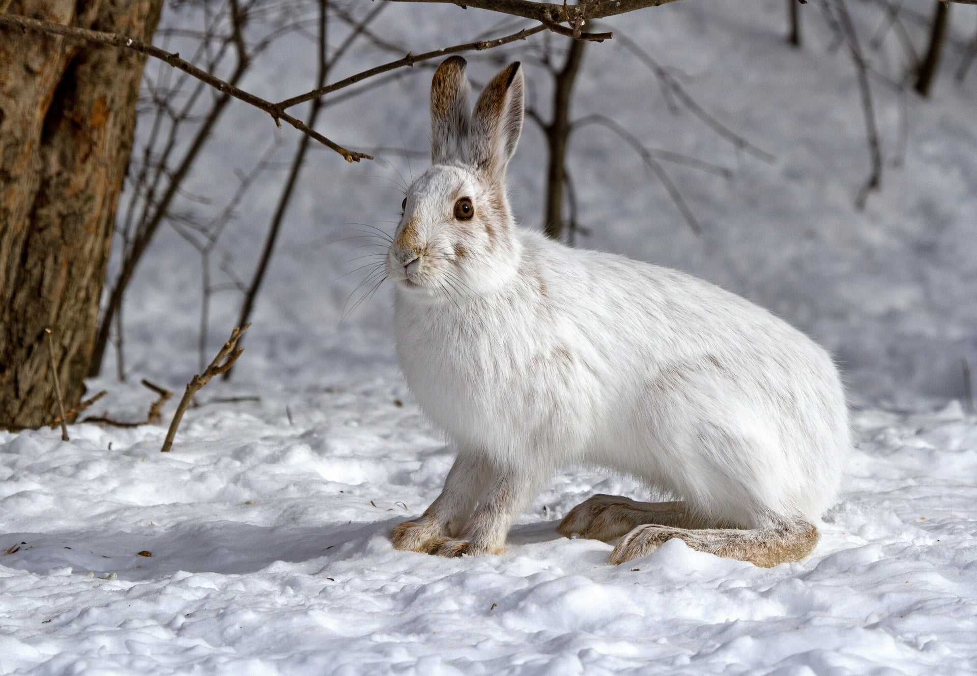 white rabbit, hare, snow, fear, beast, animal, rabbit - Animal