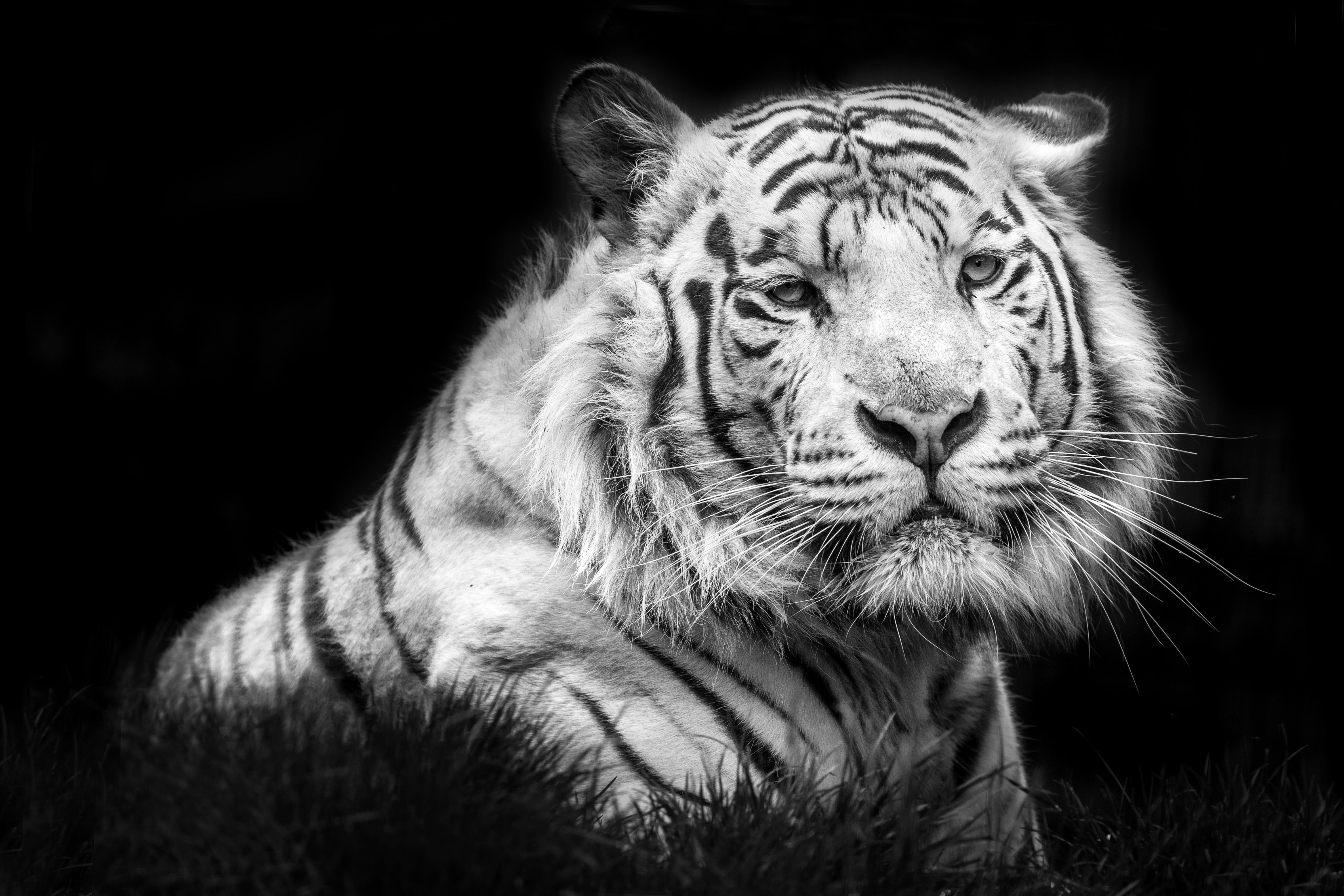 white tiger