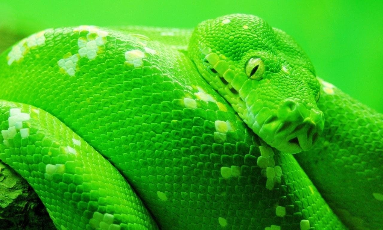 Reptiles, Snake, Python