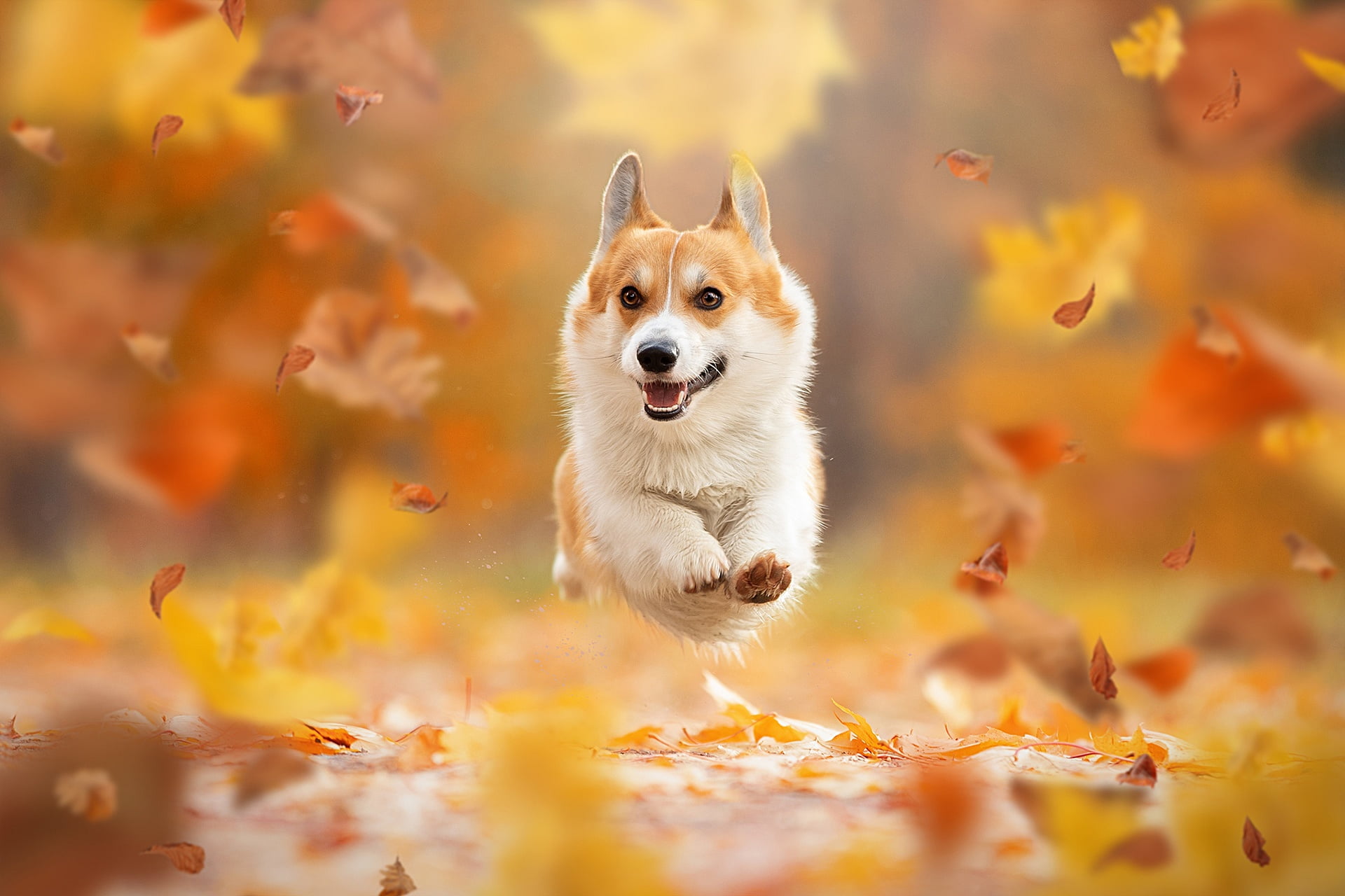 Dogs, Corgi, Fall, Leaf, Pet