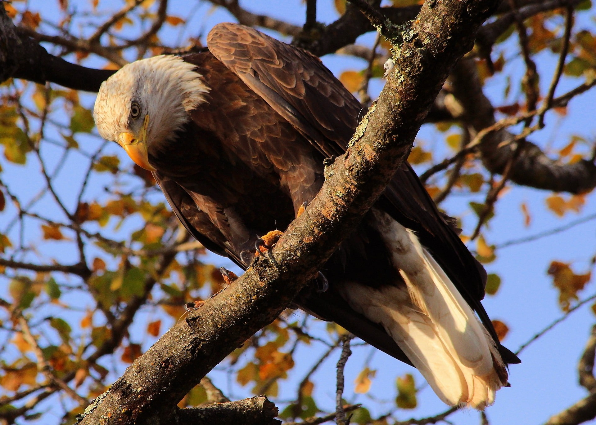 Bald eagle, bird, predator, tree, branch