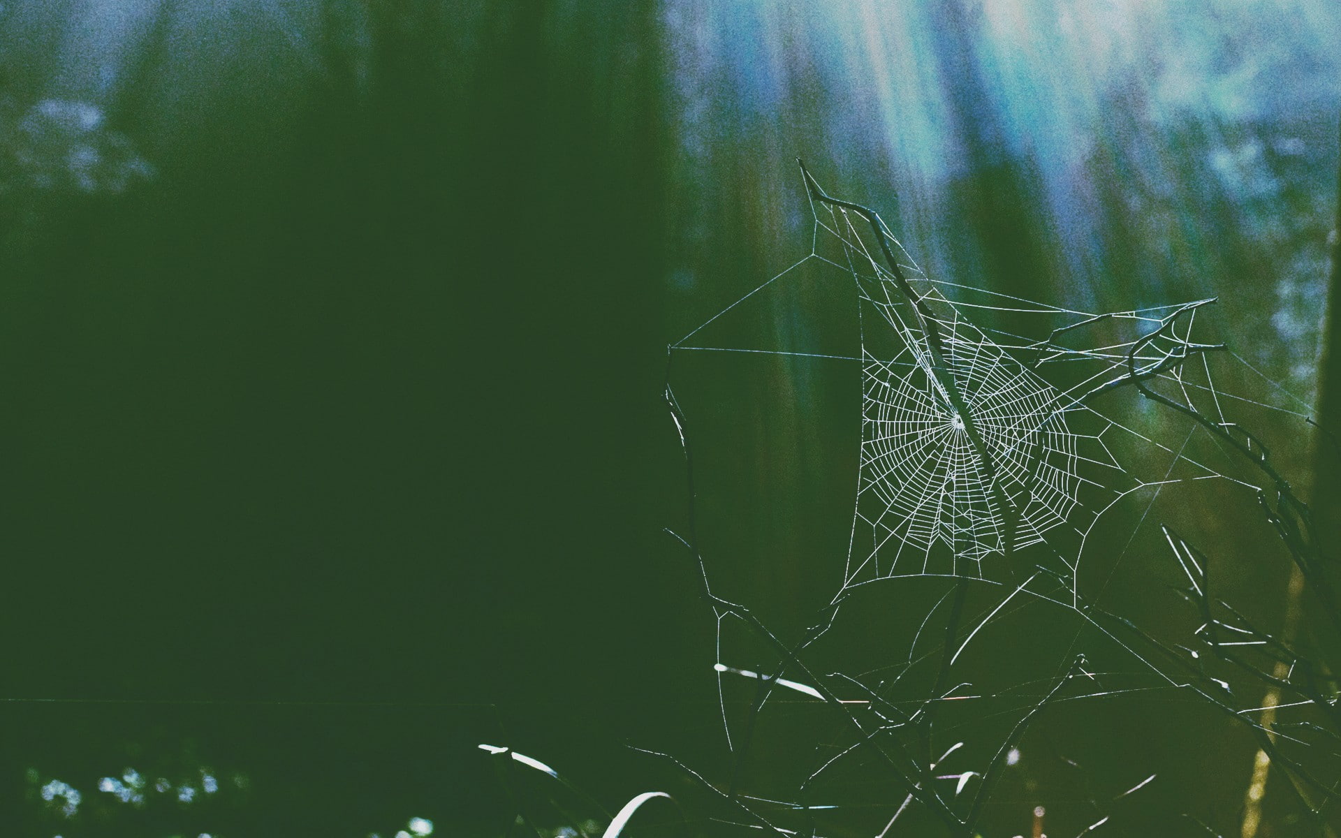 spider, horror, plant, spider web, close-up, nature, green color