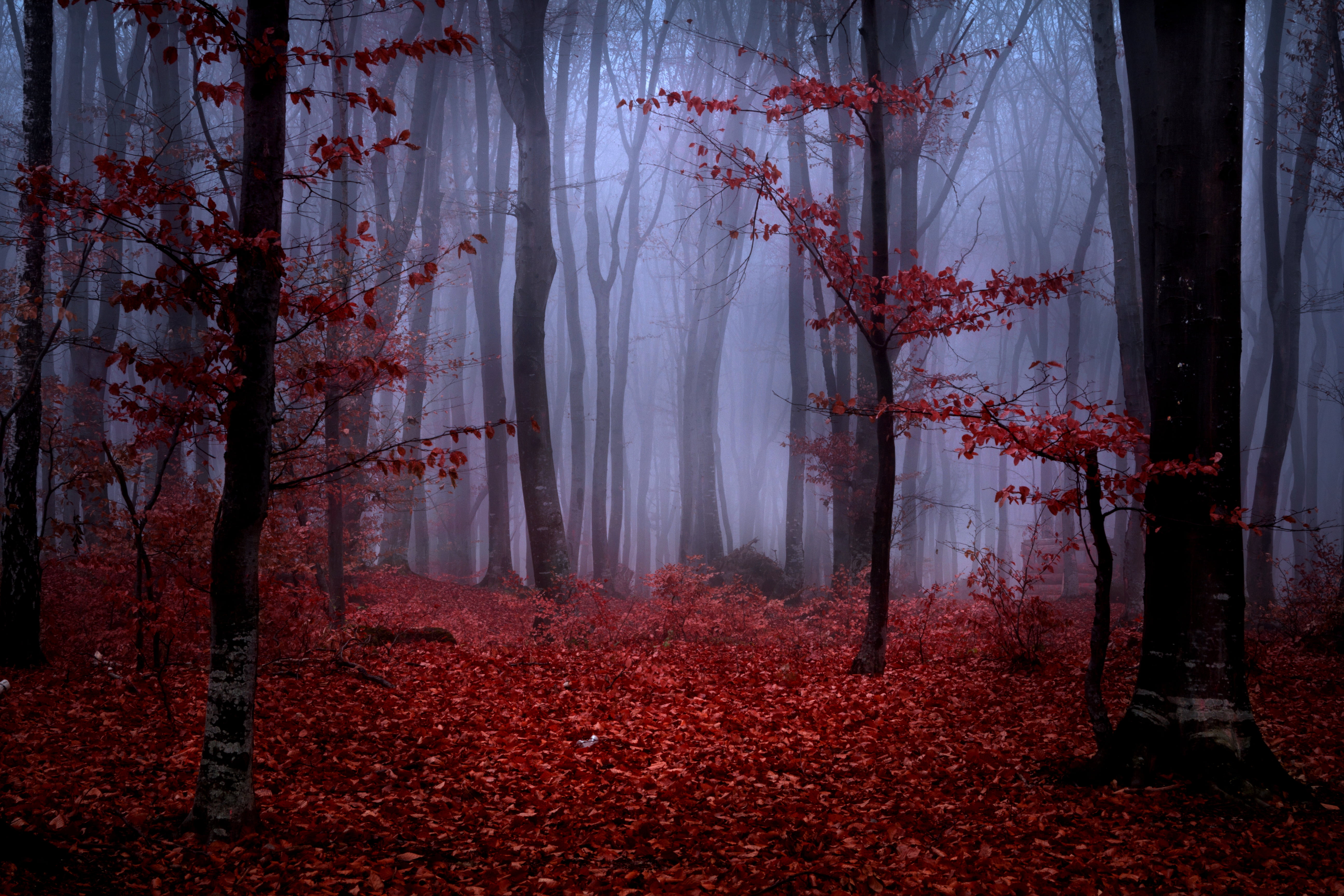 red leafed trees, autumn, forest, leaves, branches, nature, fog