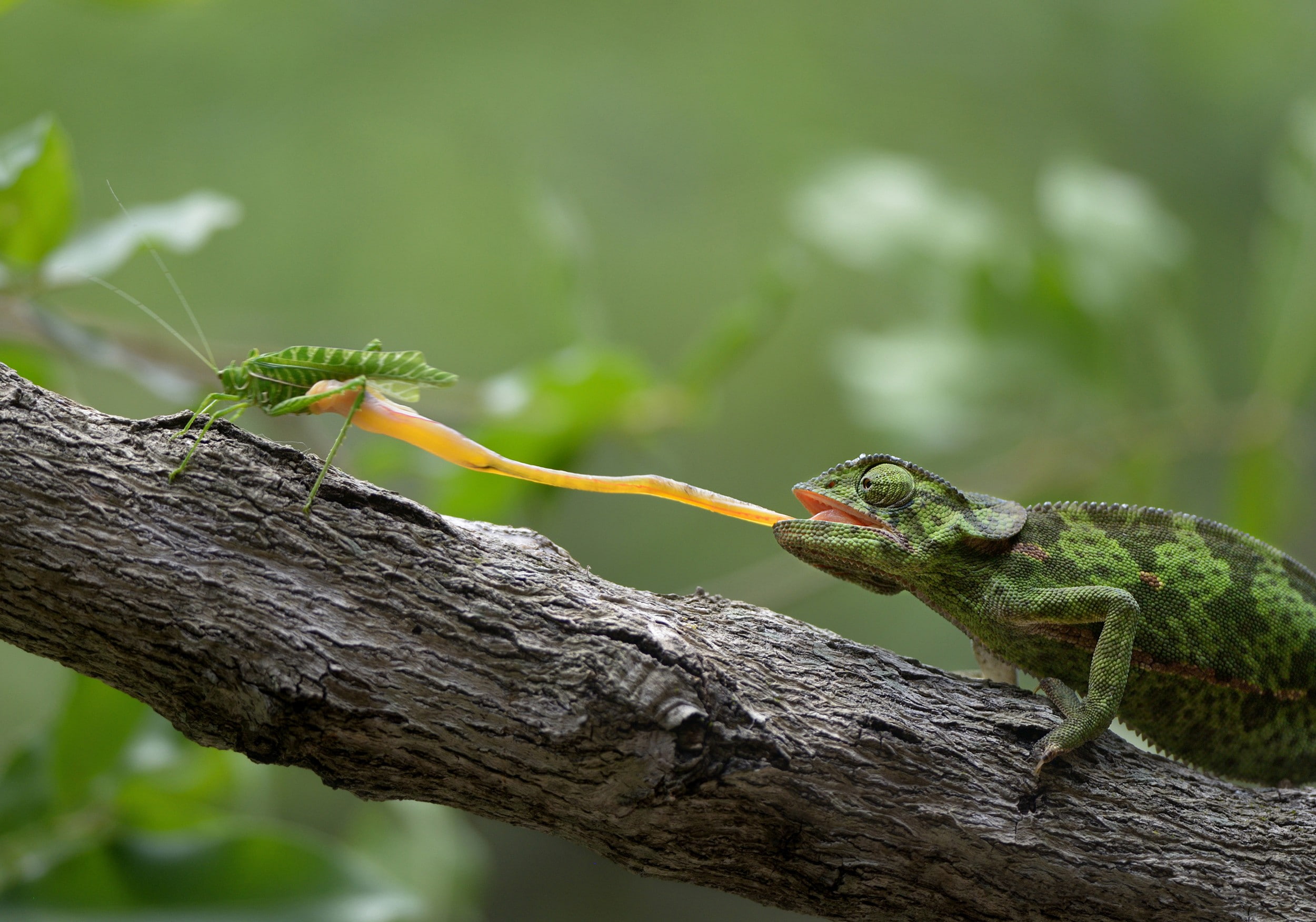 animals, reptiles, grasshopper, branch