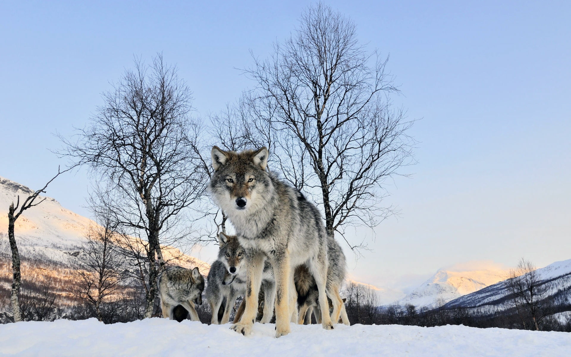 adult Alaskan malamute, wolf, walk, flock, winter, snow, dog