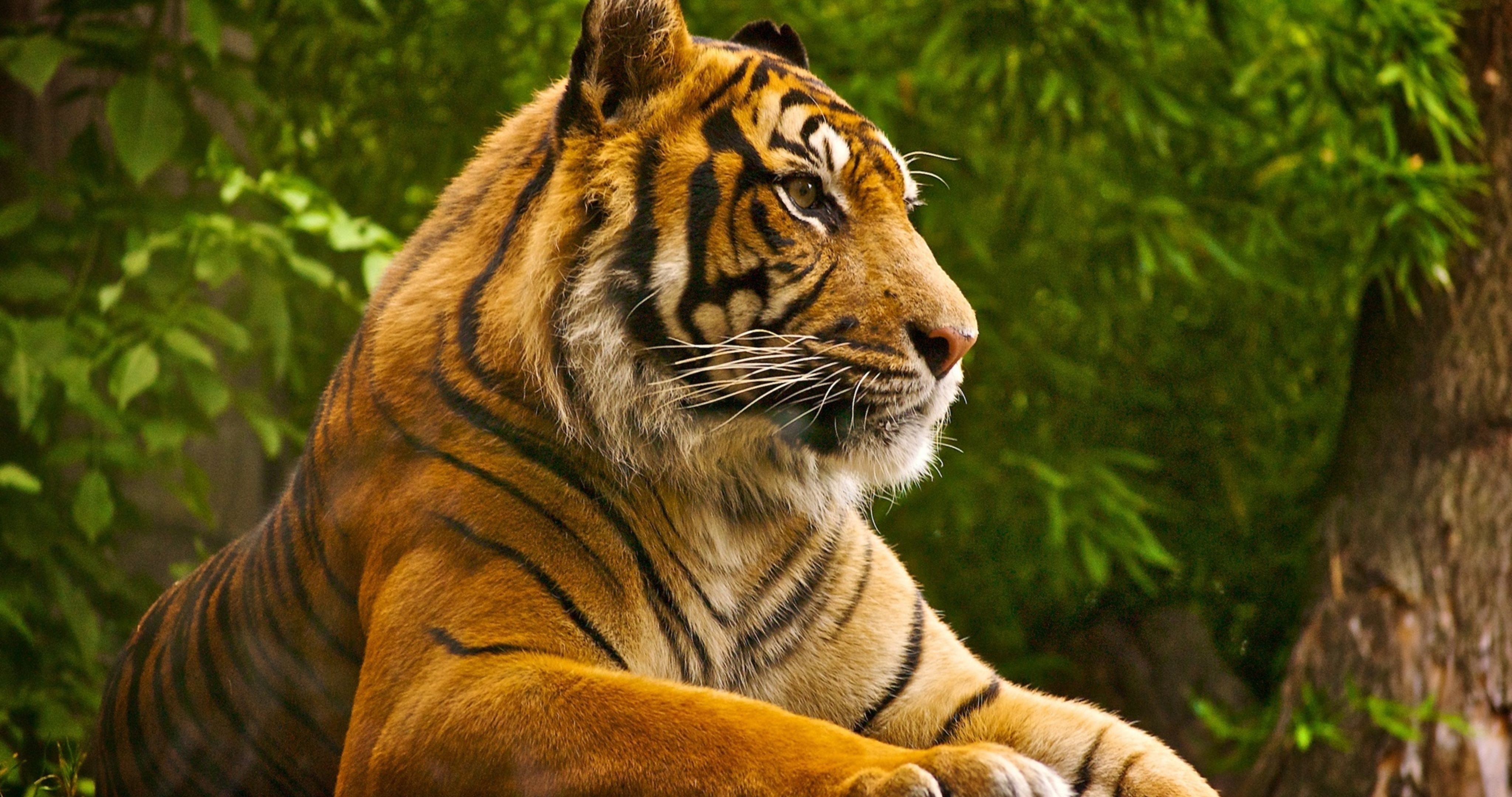 tiger, trees, animals, wild cat, photography, feline, animal themes