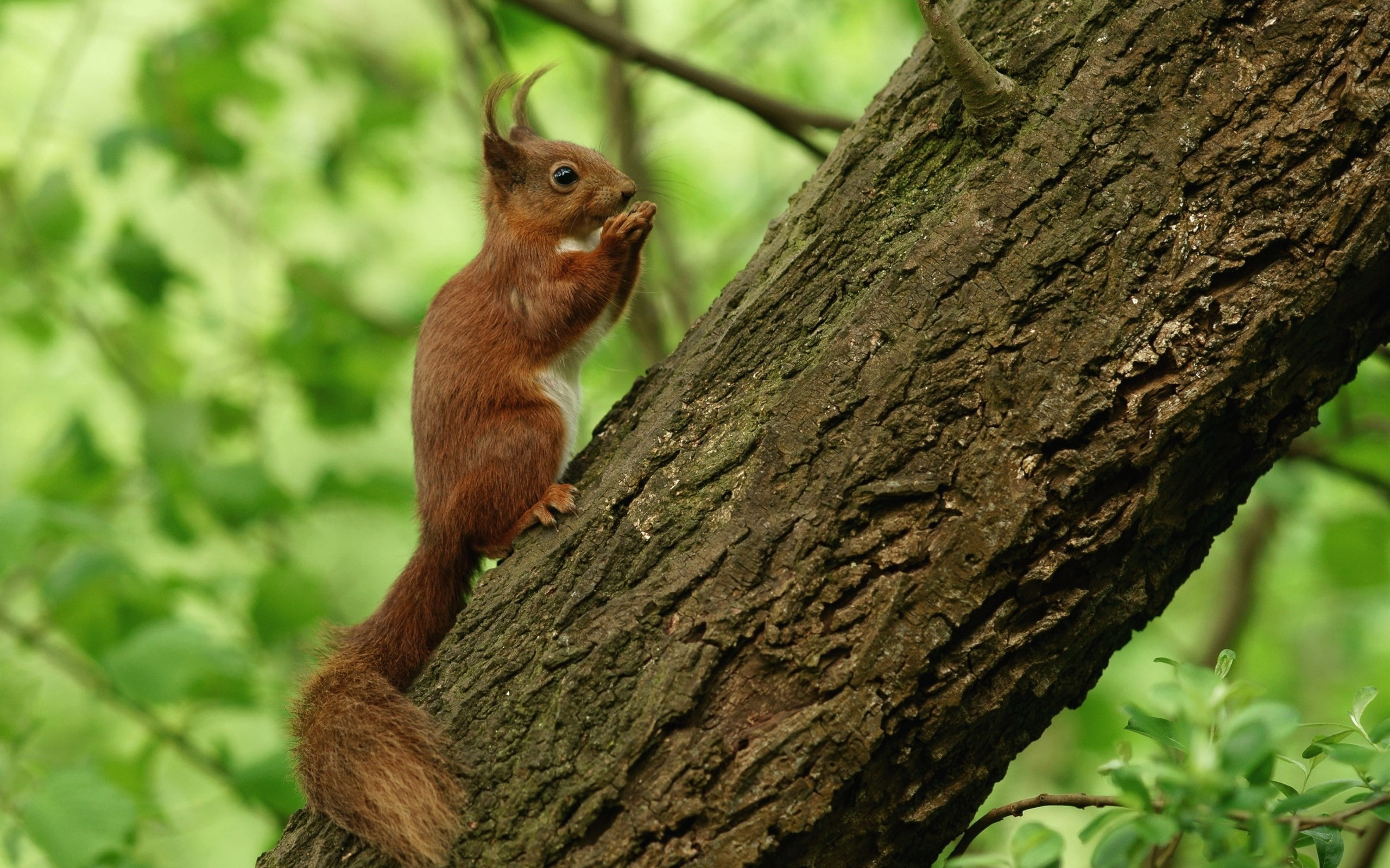 squirrel