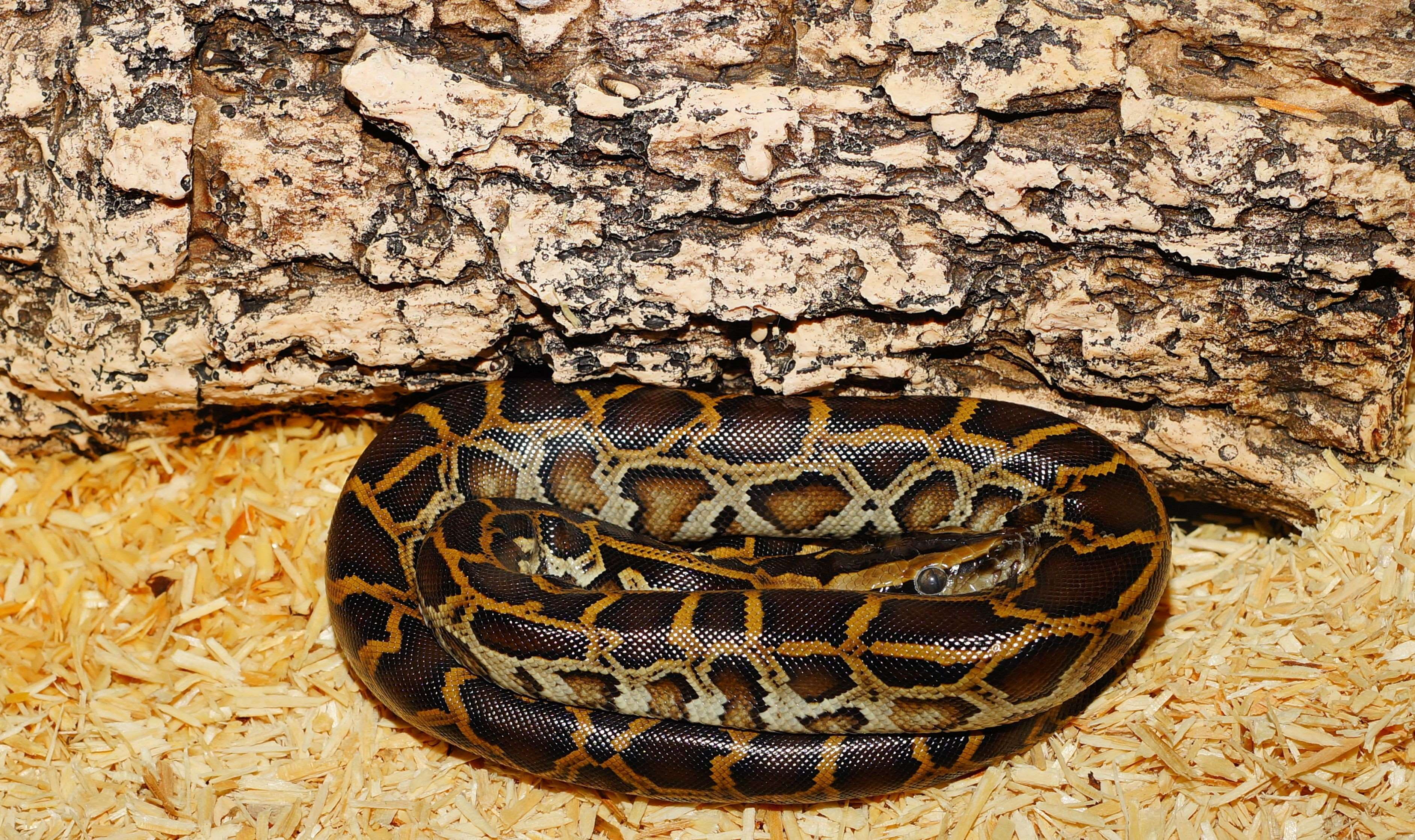 burmese python, constrictor, dark tigerpython, pattern, python molurus