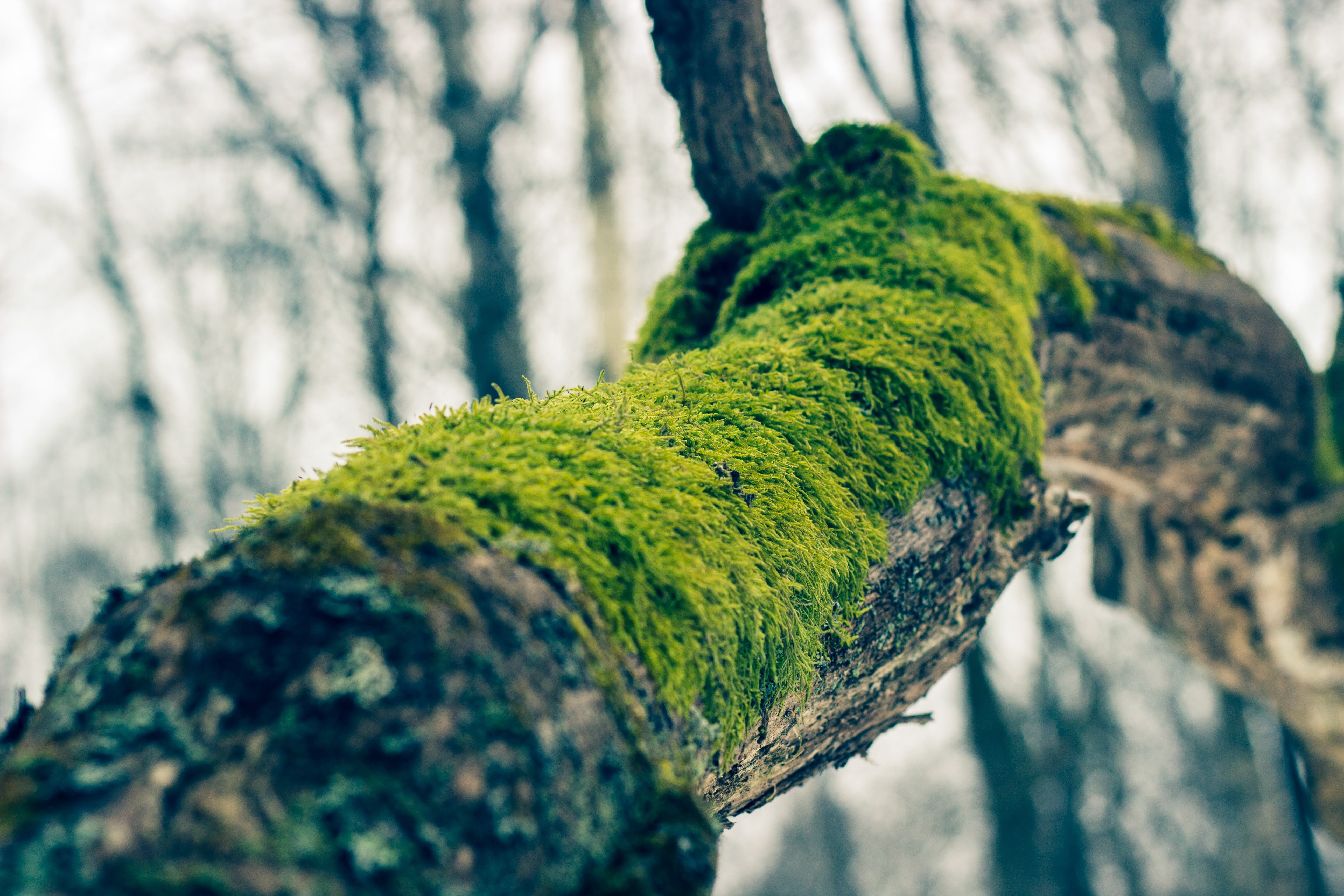 green moss, branch, trees, nature, worm's eye view, Russia, tree trunk