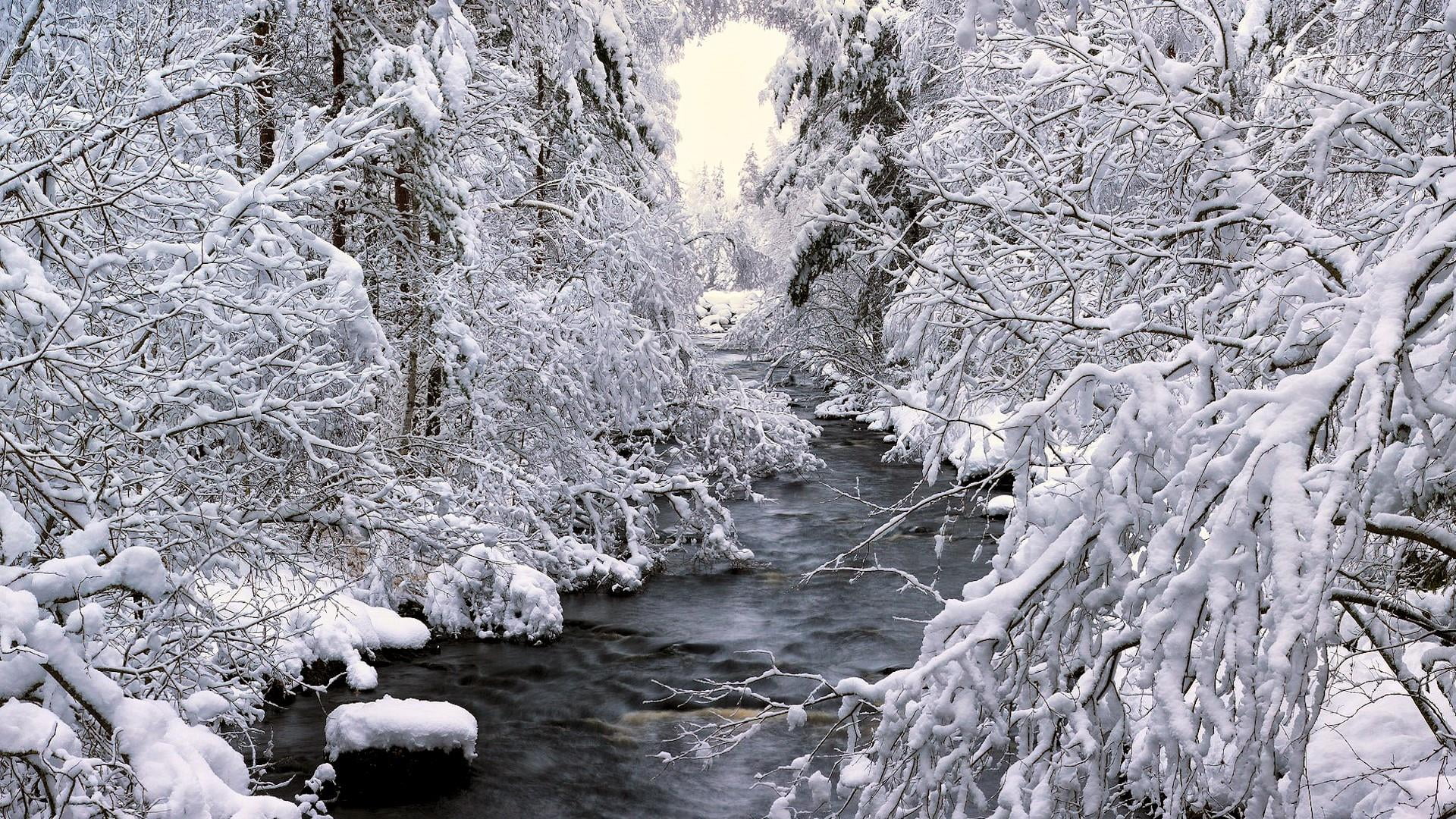 snow, withe, tree, winter, nature, plant, cold temperature