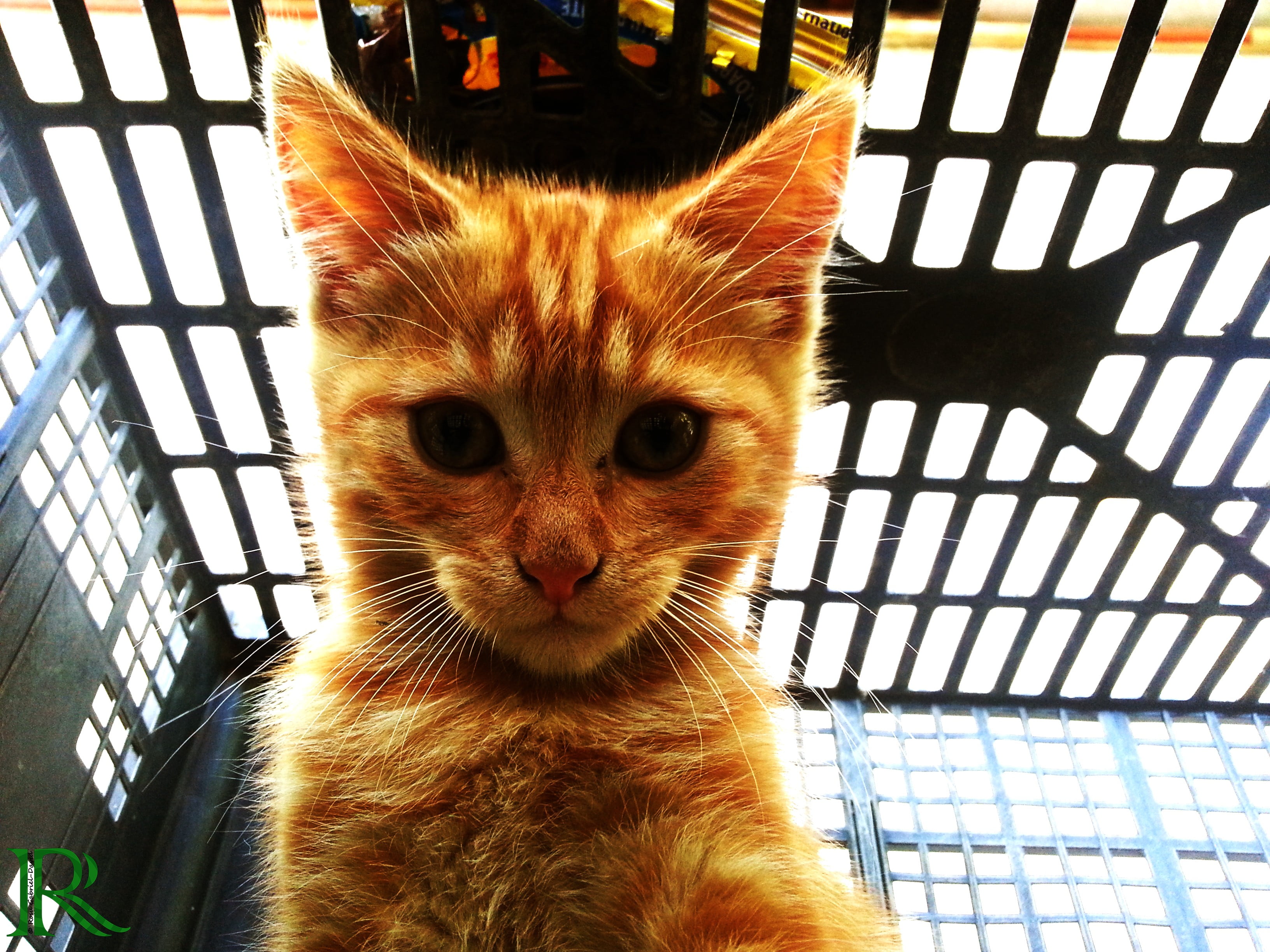 orange tabby kitten, cat, animals, selfies, pets, mammal, domestic animals