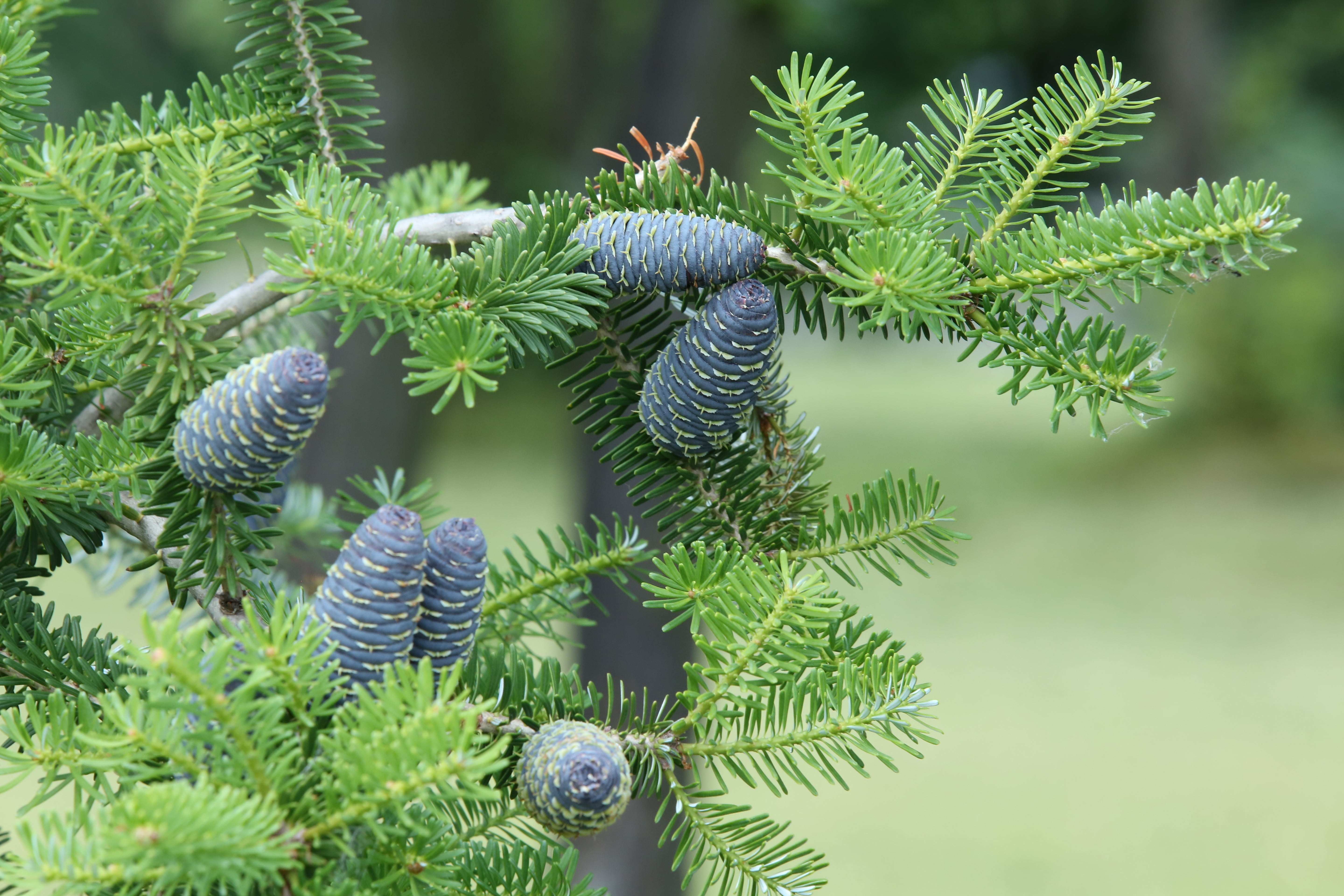 brown pinecones, pine needles, pine cones, tree, branches, nature