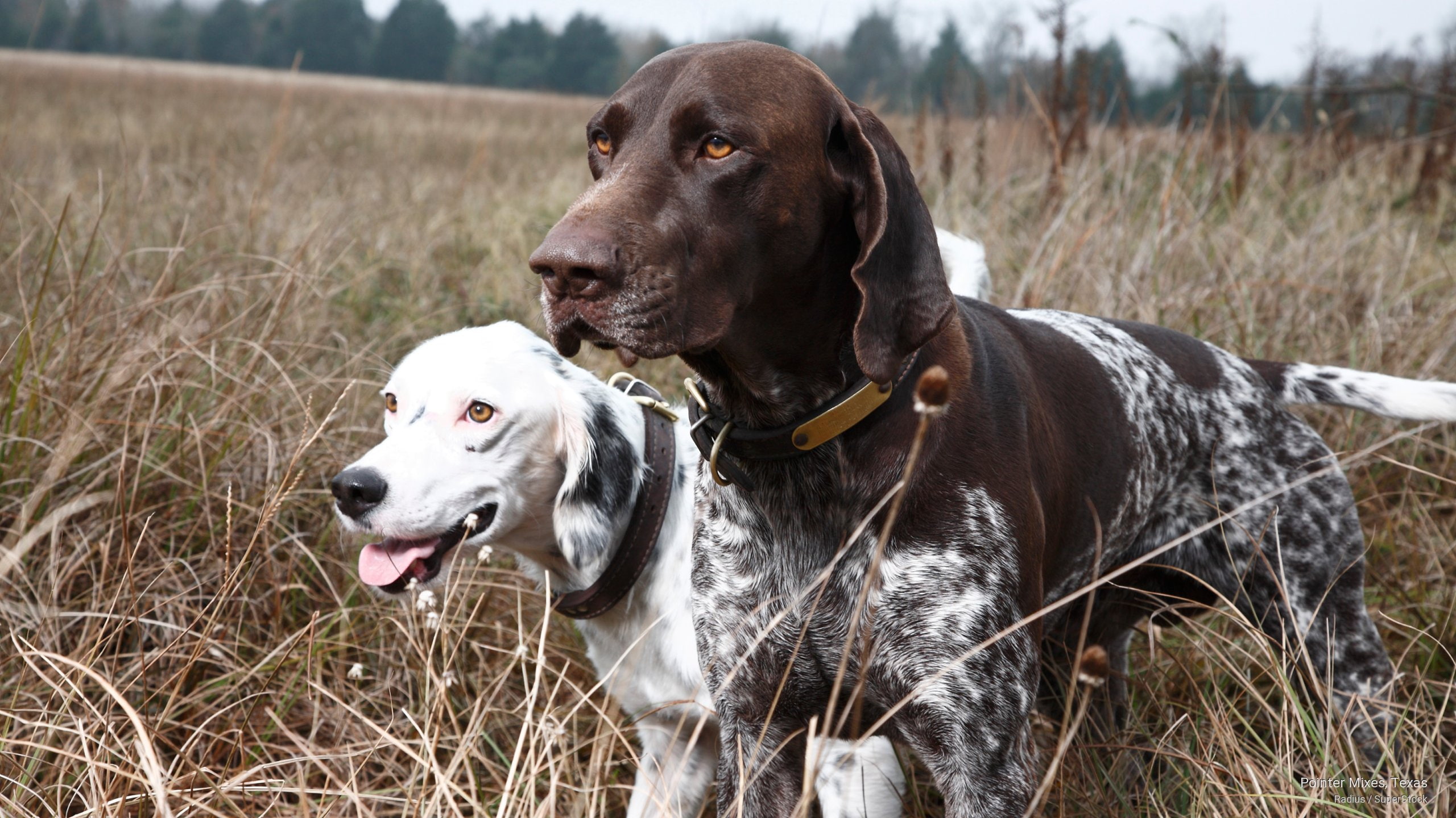 Pointer Mixes, Texas, Dogs